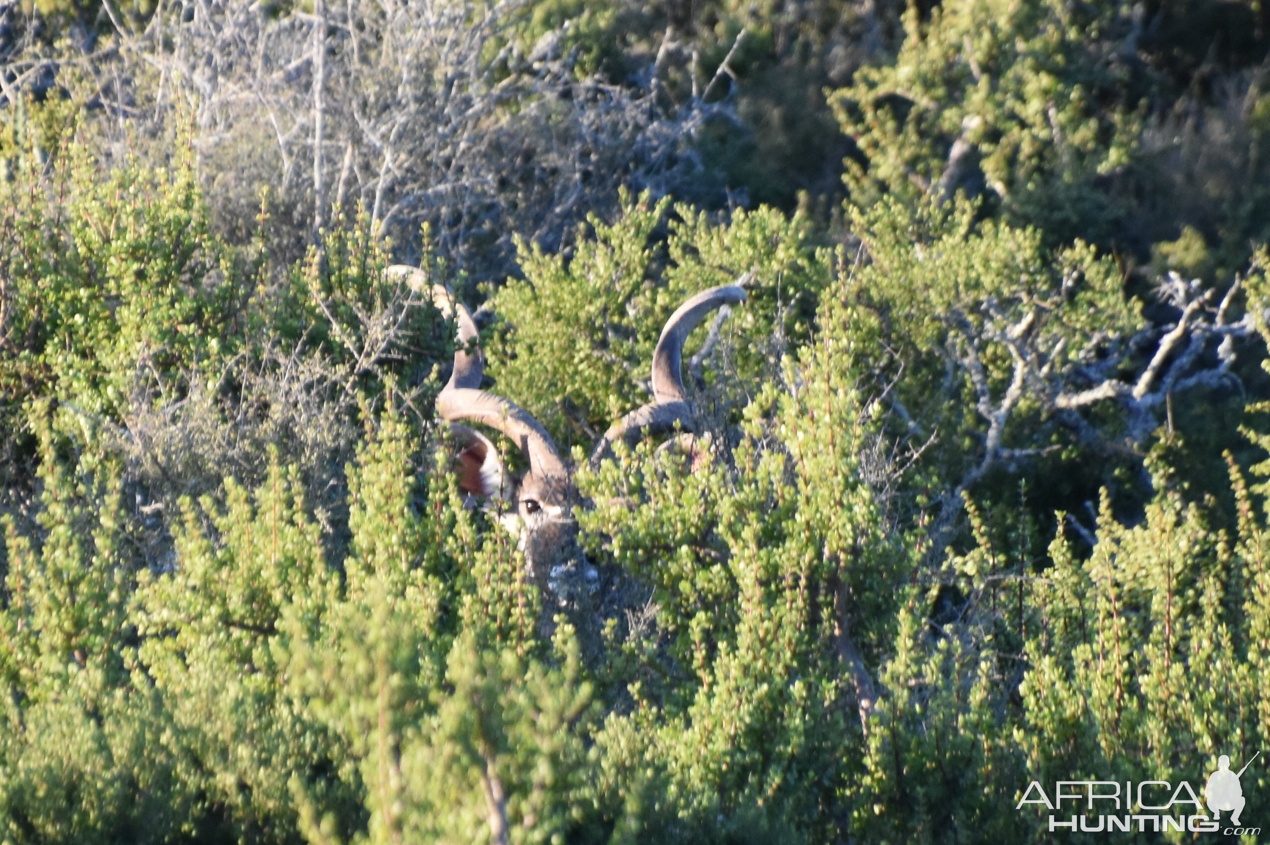 Kudu South Africa