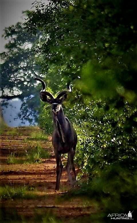 Kudu South Africa