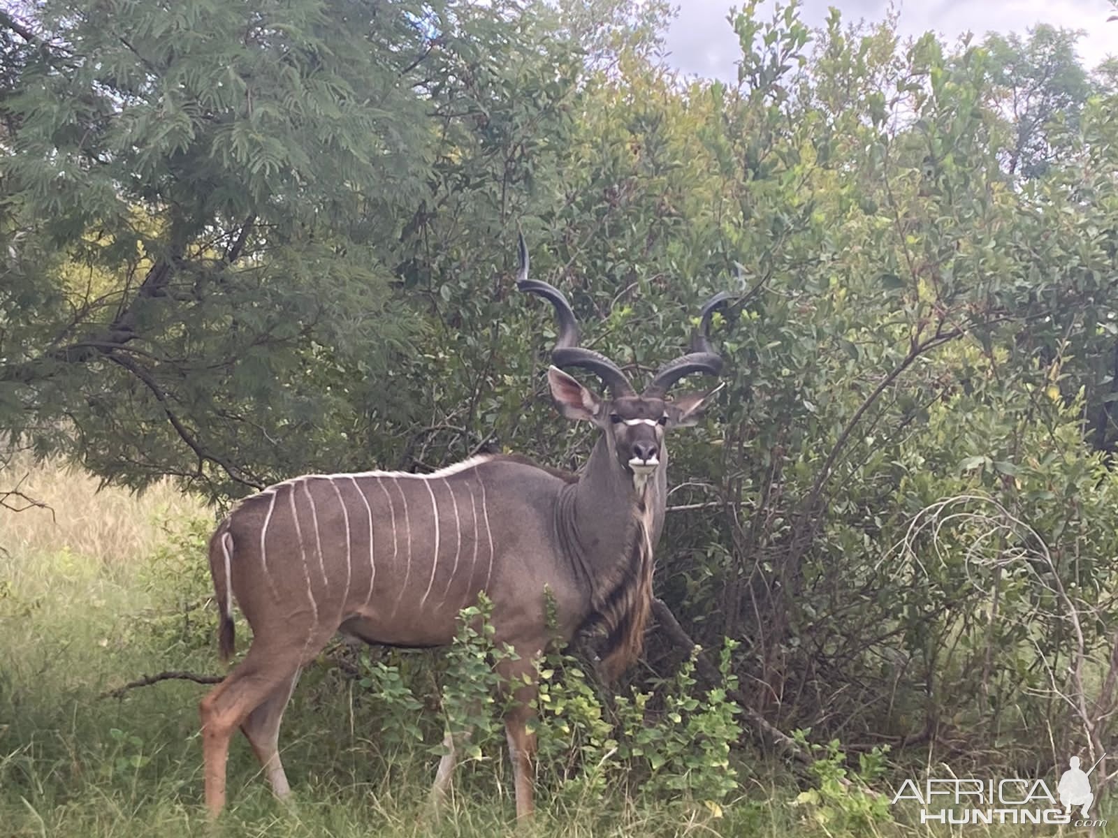 Kudu South Africa