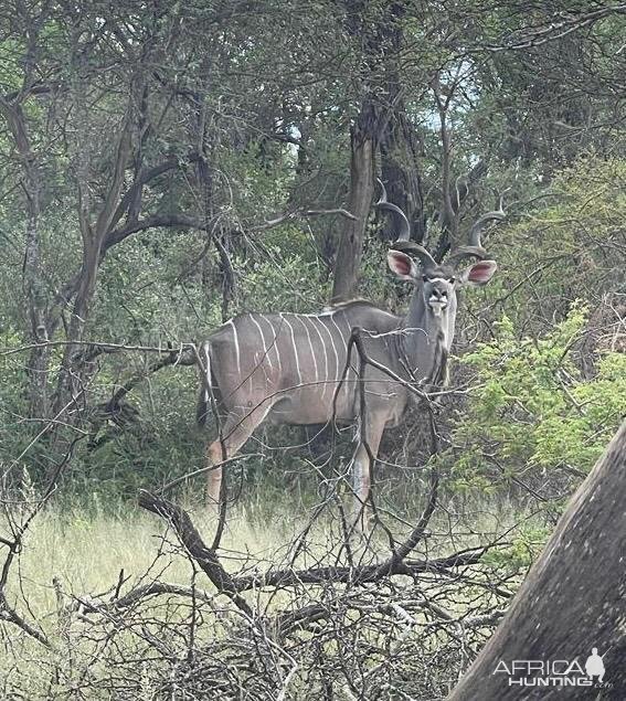 Kudu South Africa