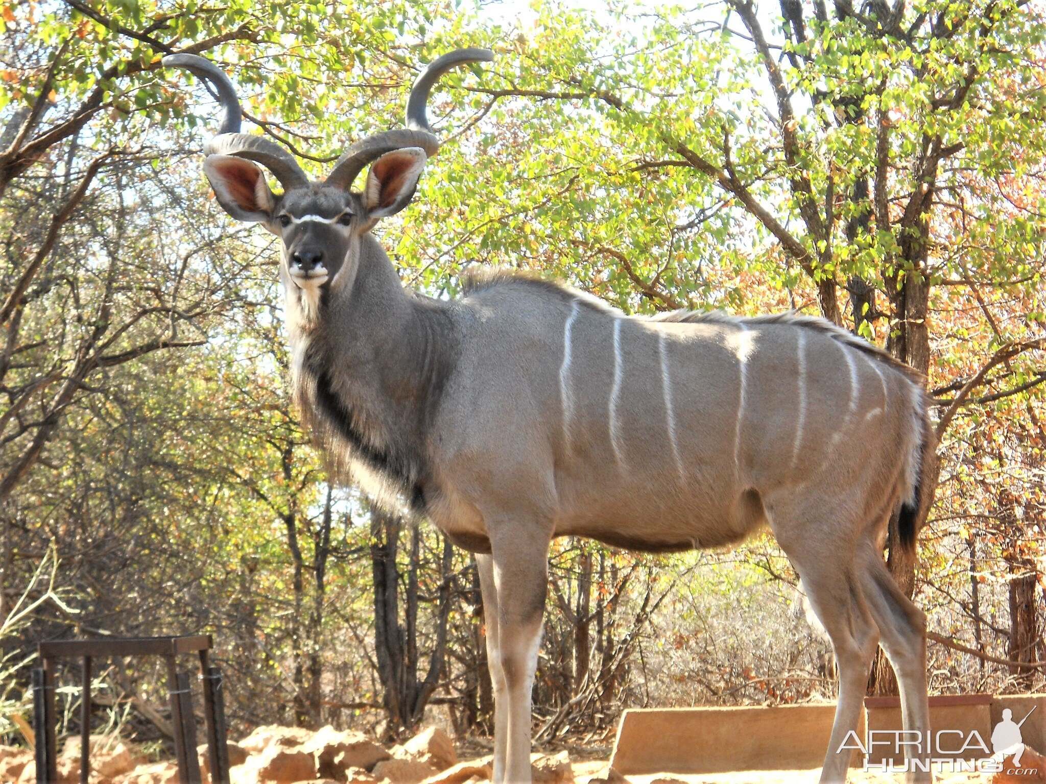 Kudu South Africa