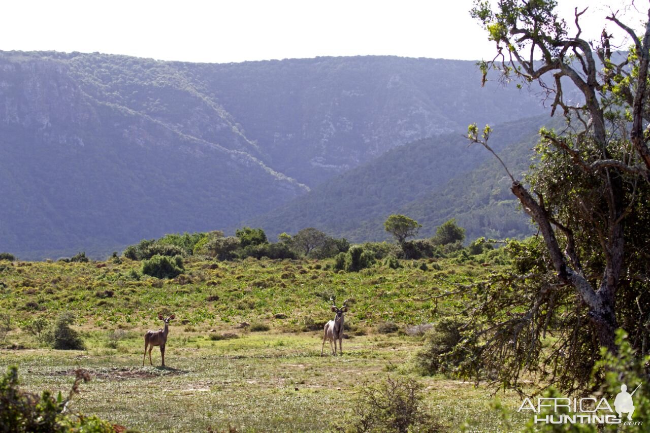 Kudu South Africa