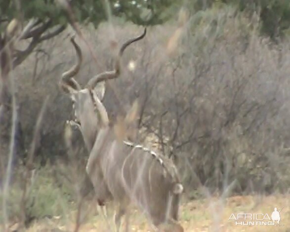 Kudu South Africa