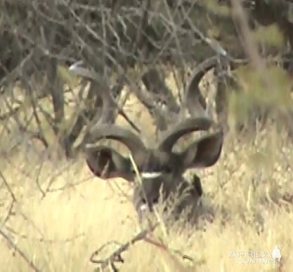 Kudu South Africa