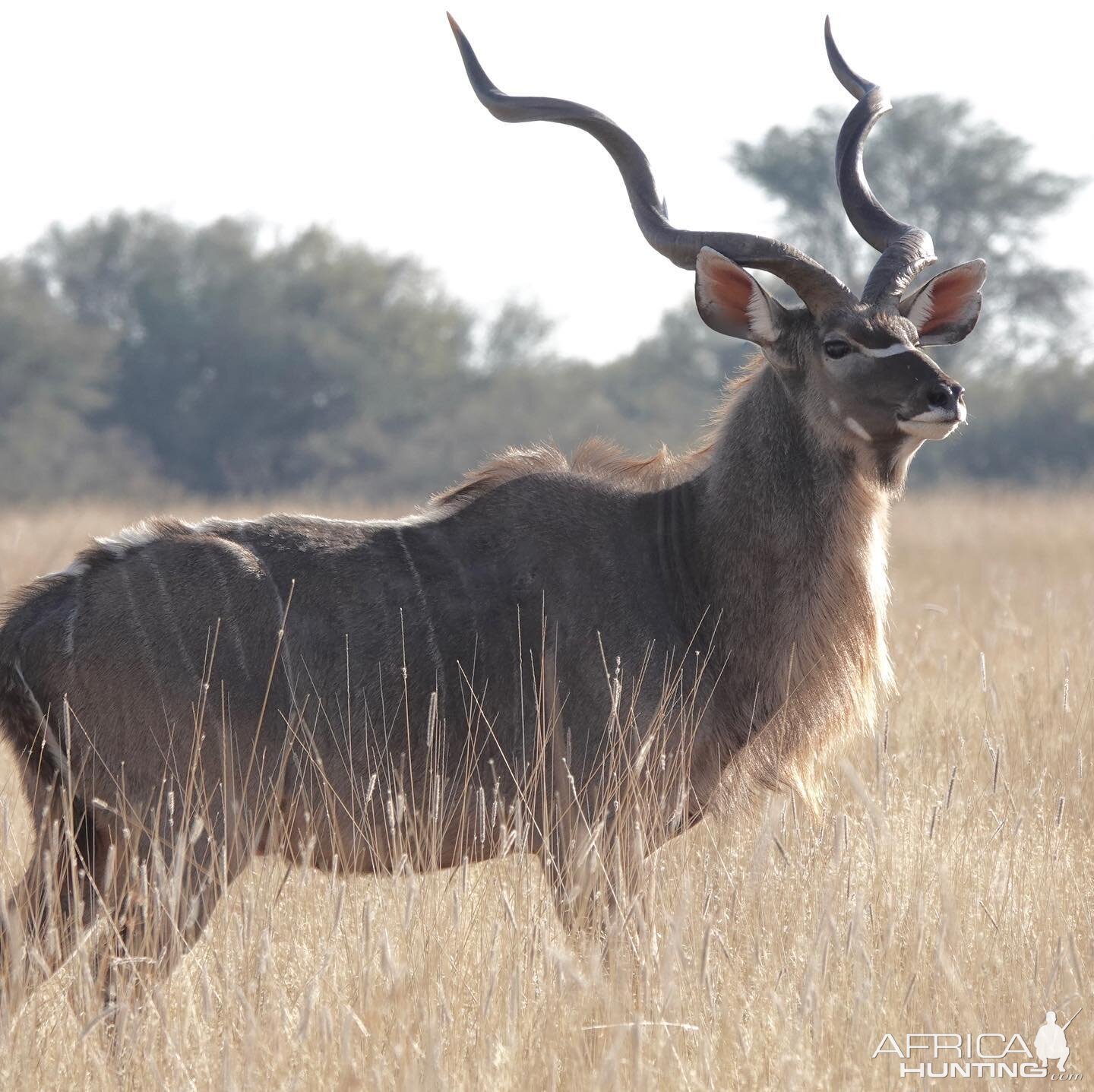 Kudu South Africa