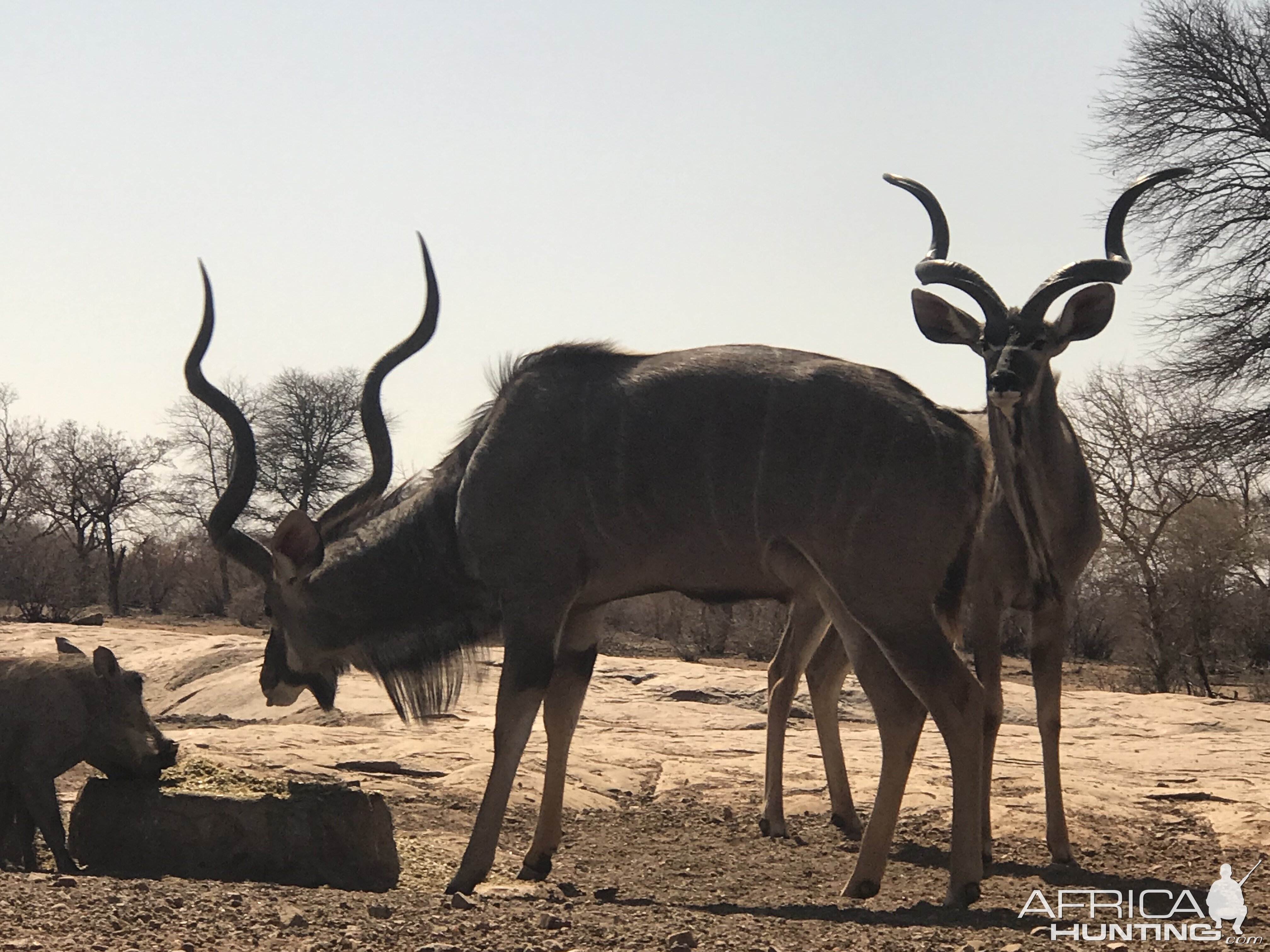 Kudu South Africa