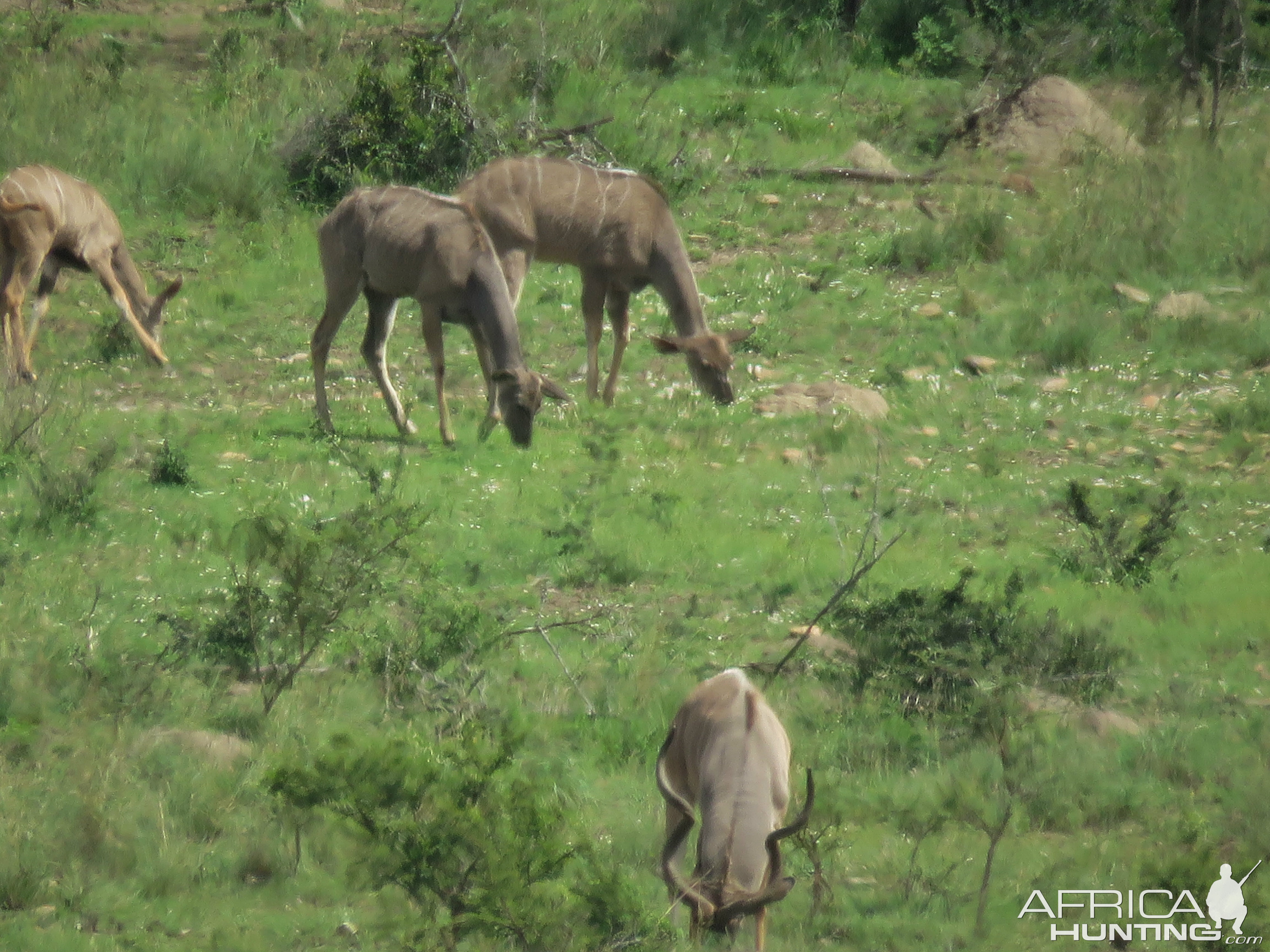 Kudu South Africa