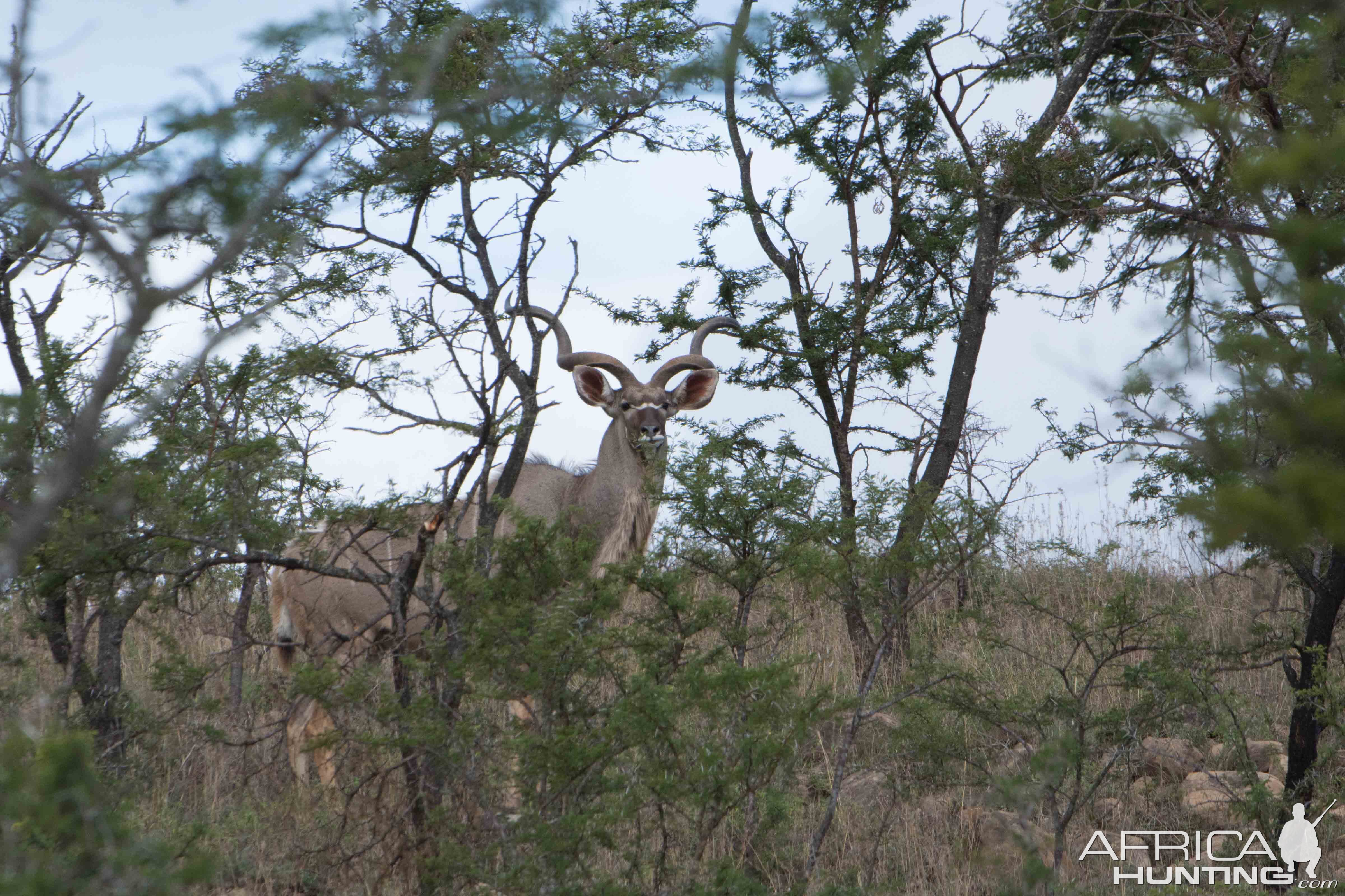 Kudu South Africa