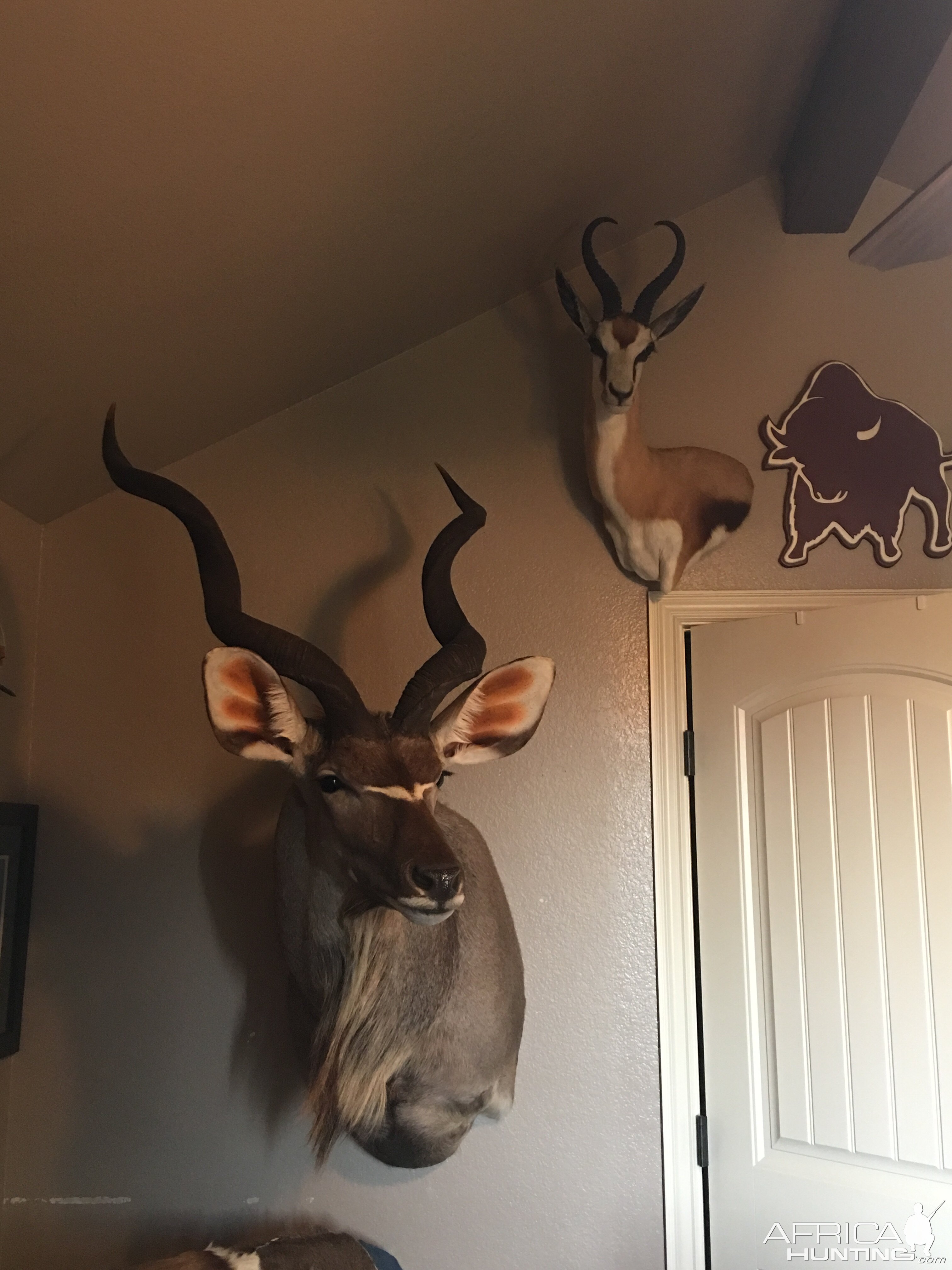 Kudu & Springbok Shouder Mount Taxidermy