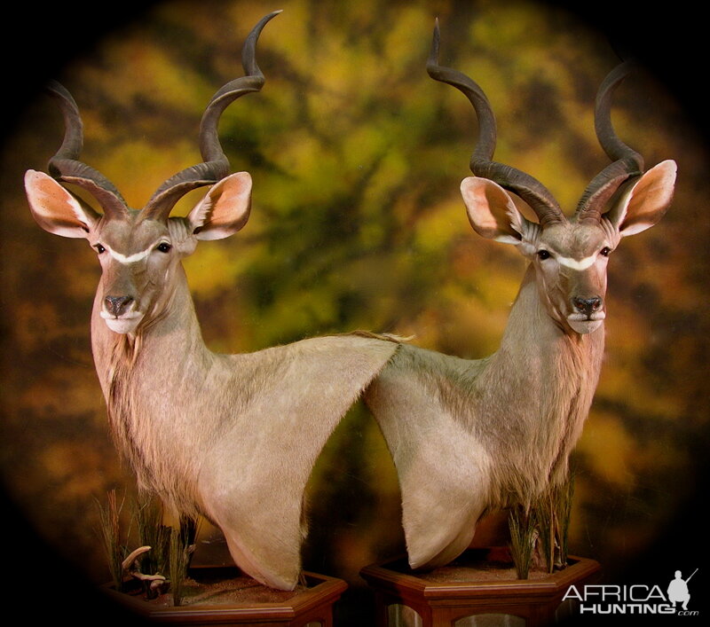 Kudu Taxidermy