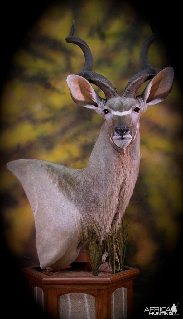 Kudu Taxidermy