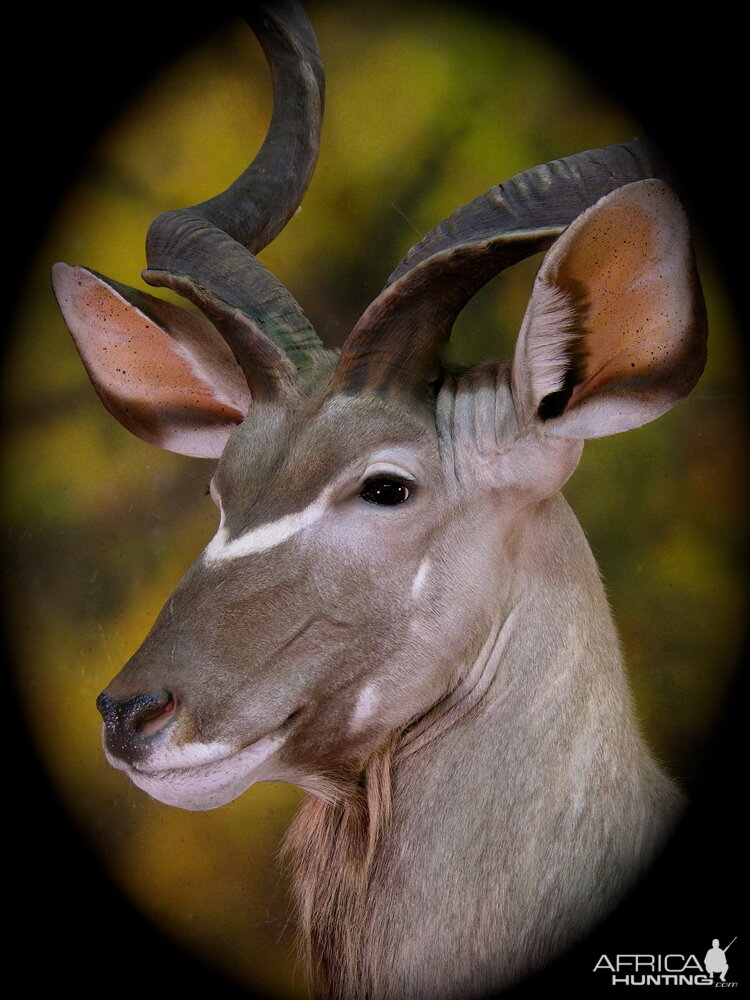 Kudu Taxidermy