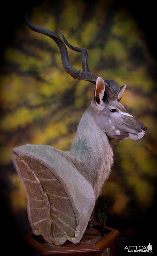 Kudu Taxidermy