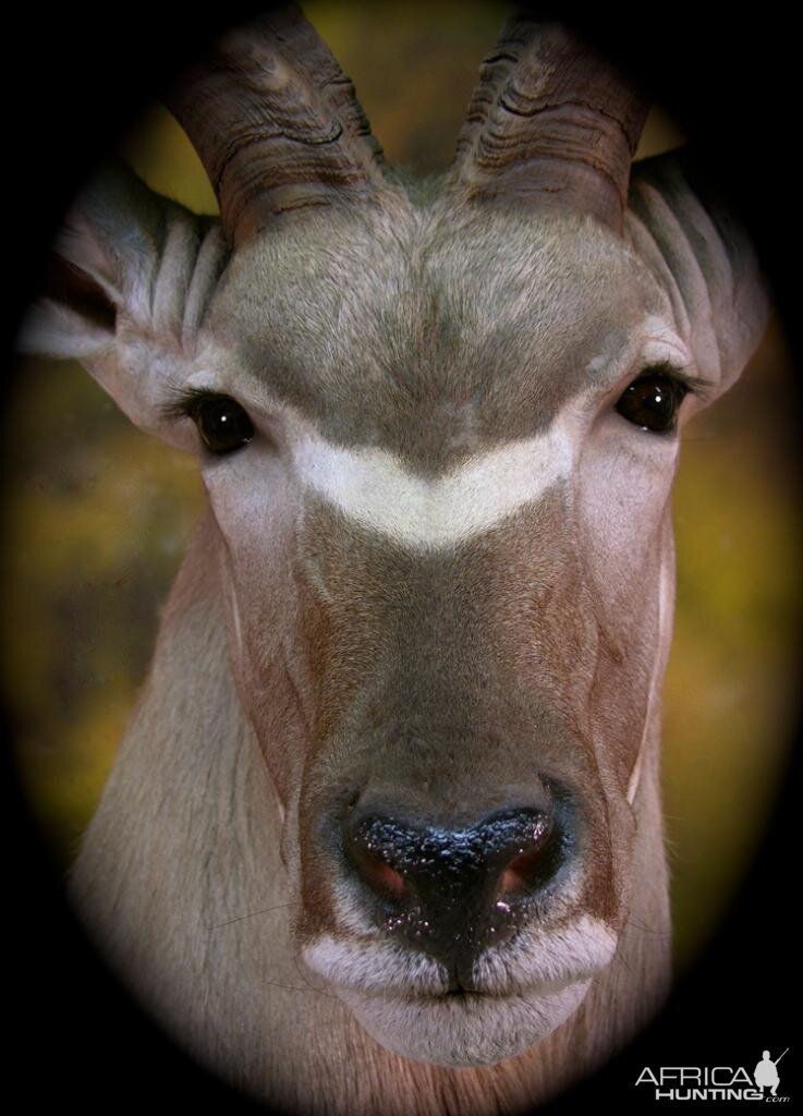 Kudu Taxidermy