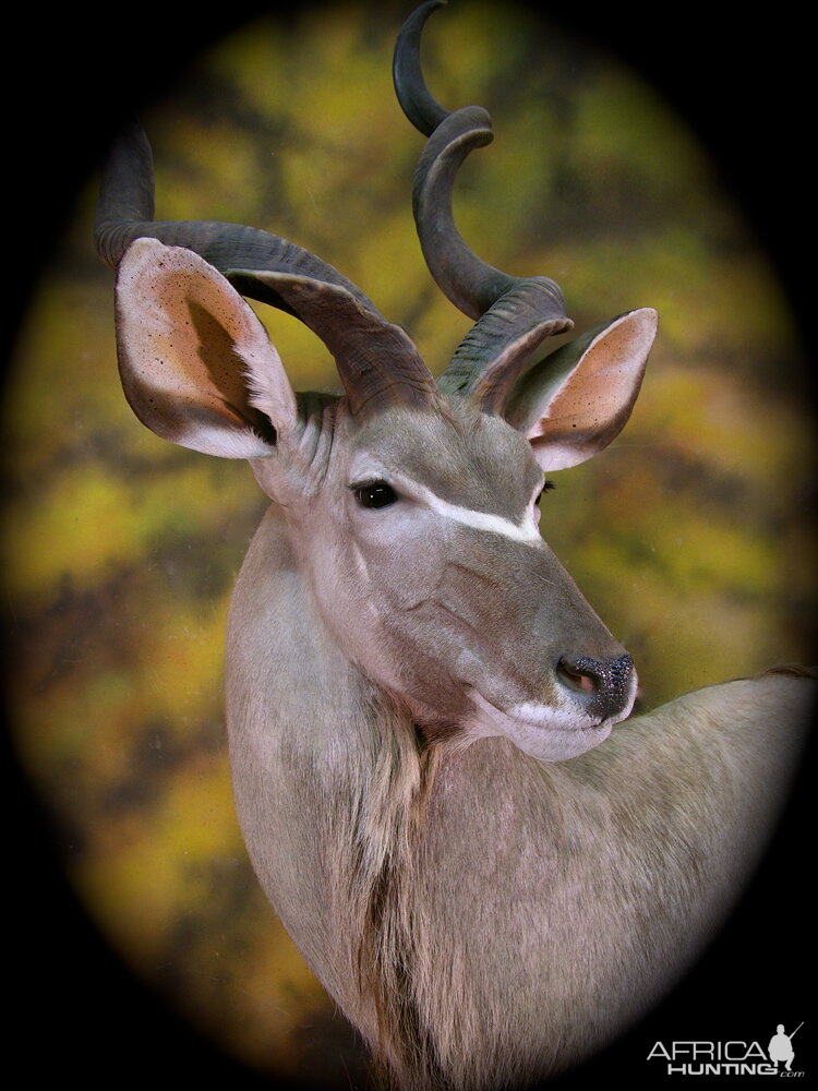 Kudu Taxidermy