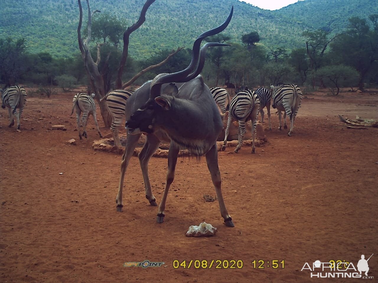 Kudu Trail Cam Pictures South Africa