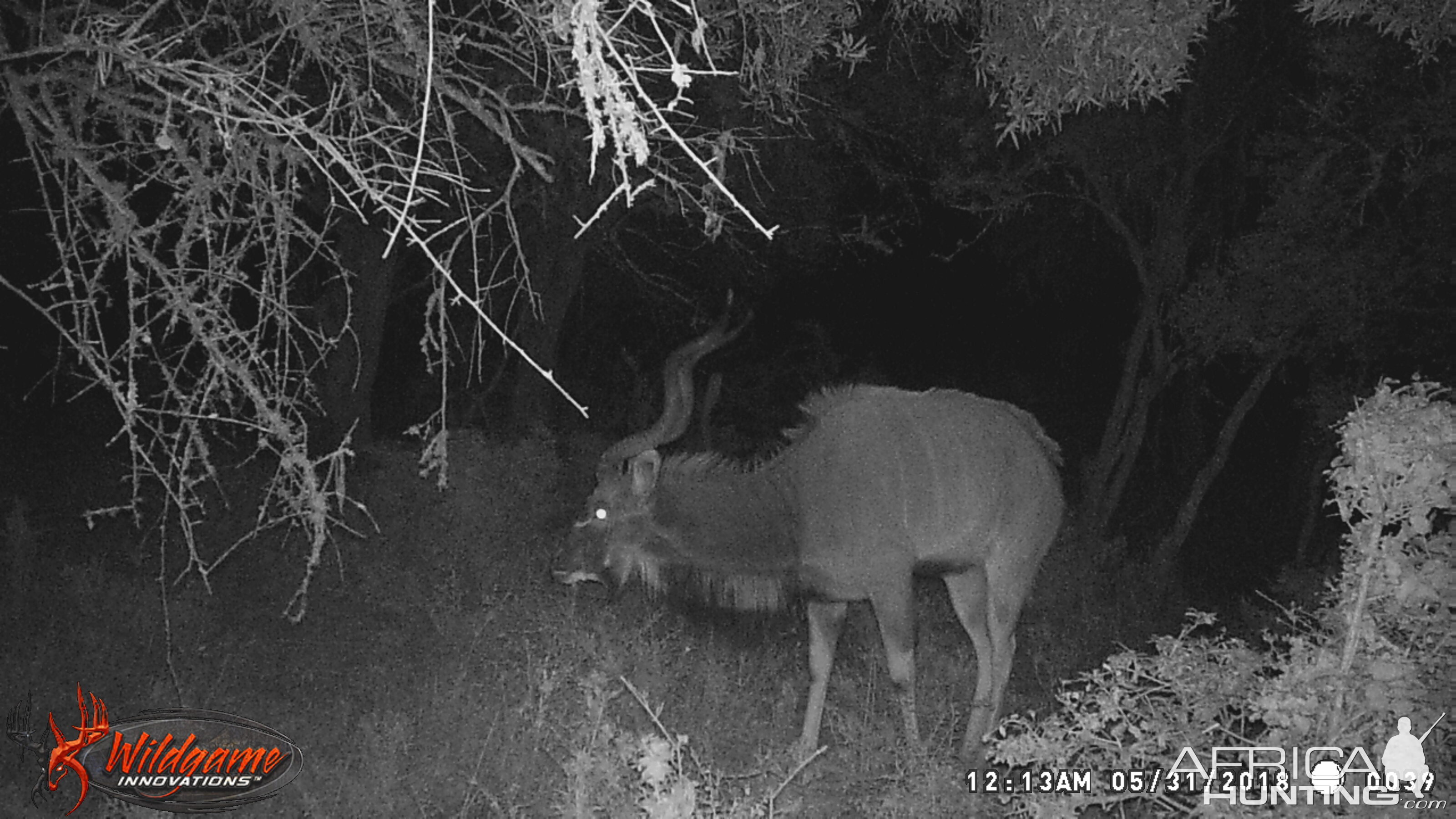 Kudu Trail Cam Pictures South Africa