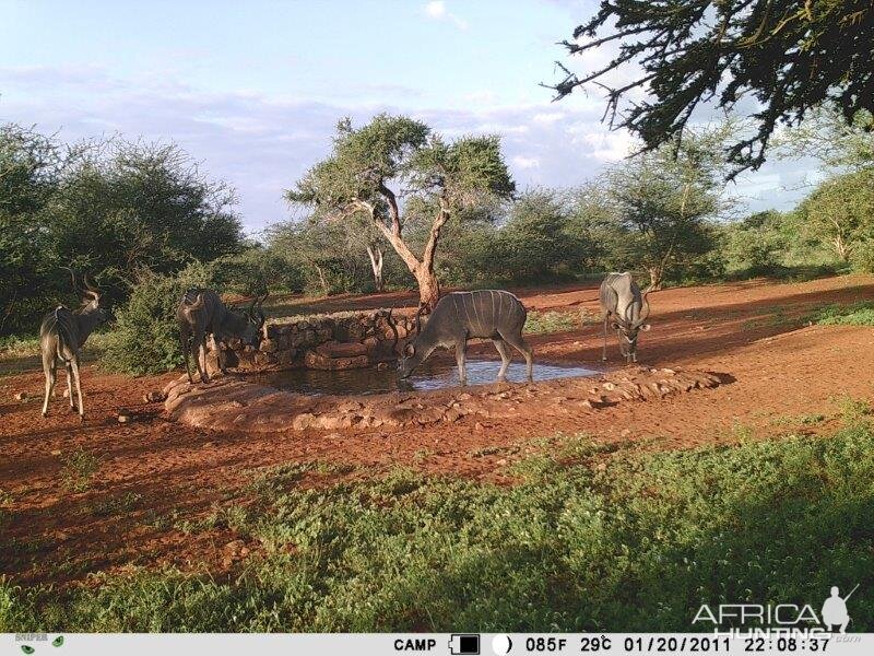 Kudu Trail Cam Pictures South Africa