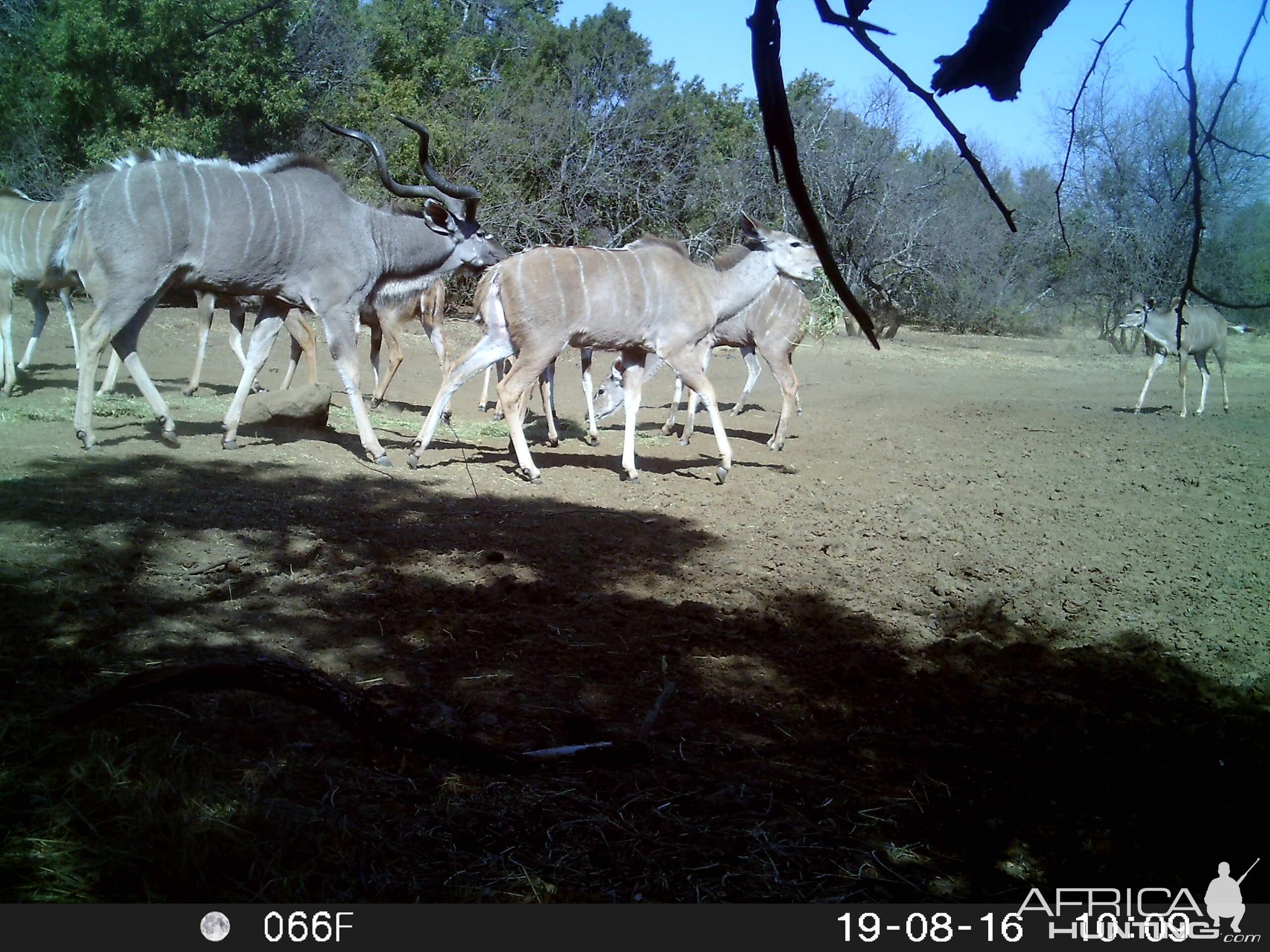 Kudu Trail Cam Pictures South Africa