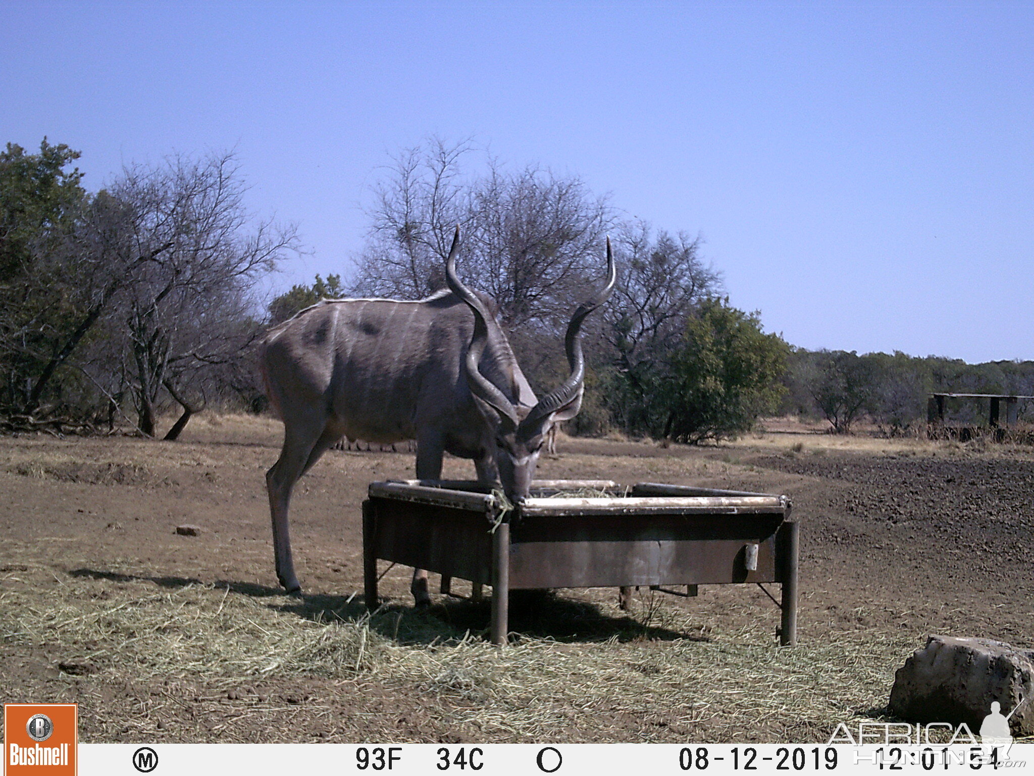 Kudu Trail Cam Pictures South Africa