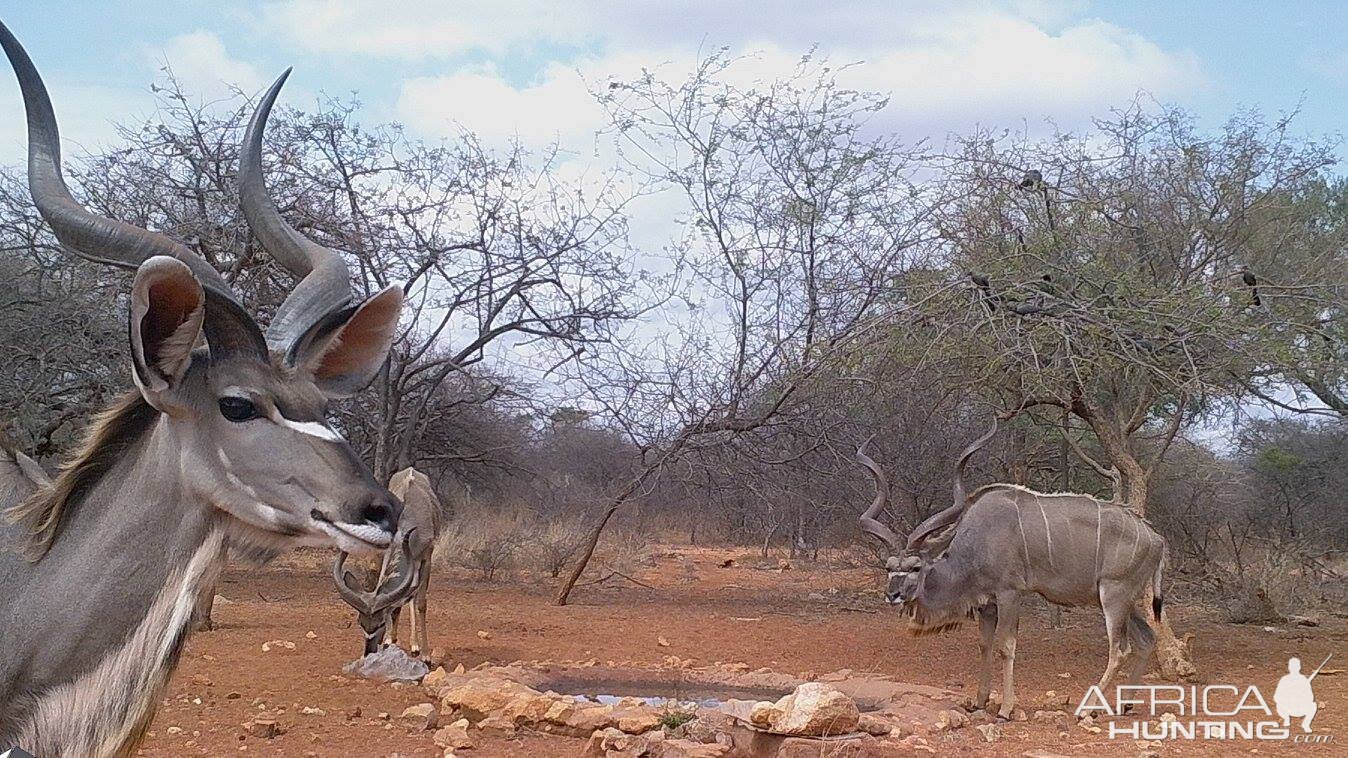 Kudu Trail Cam