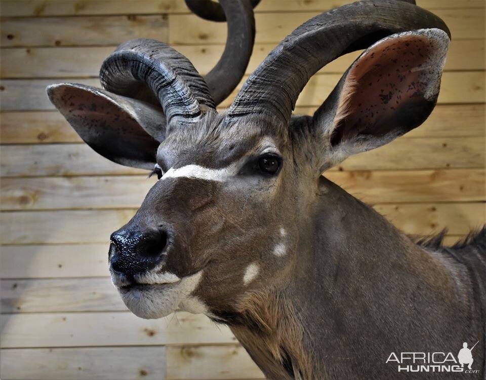 Kudu Wall Pedestal Taxidermy