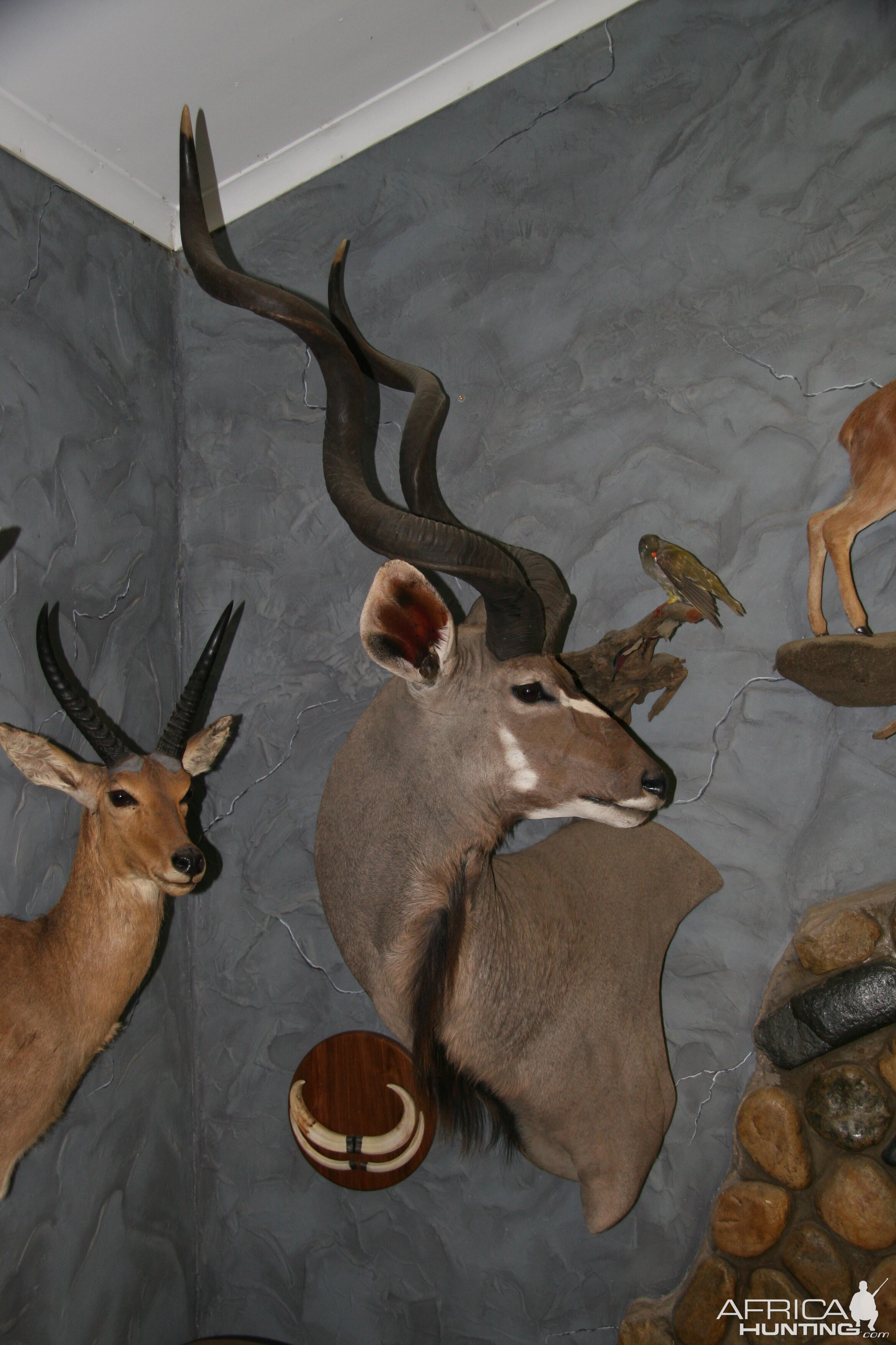 Kudu Wall Pedestal