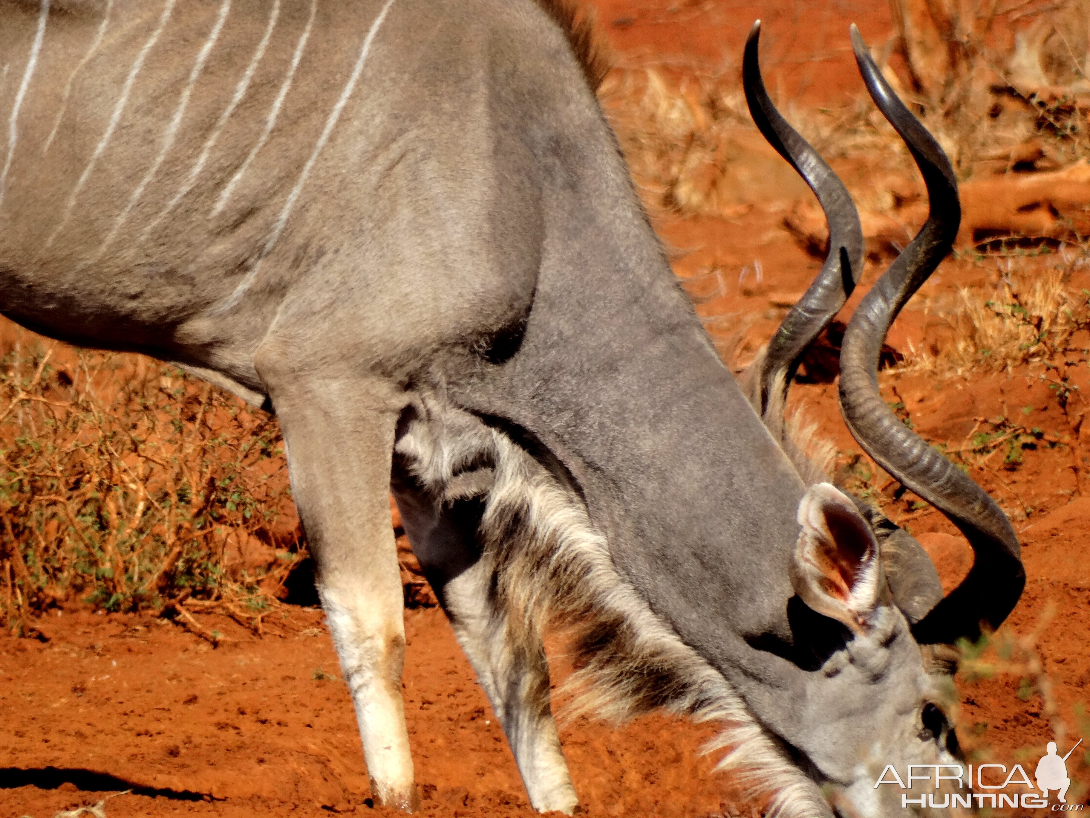 Kudu Wildlife South Africa