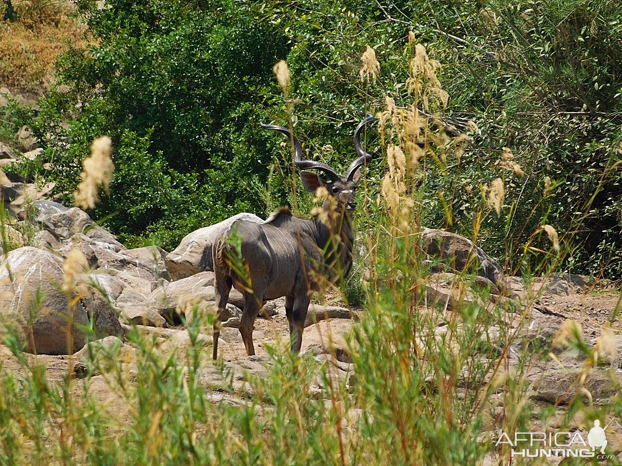 Kudu Zambia Wildlife