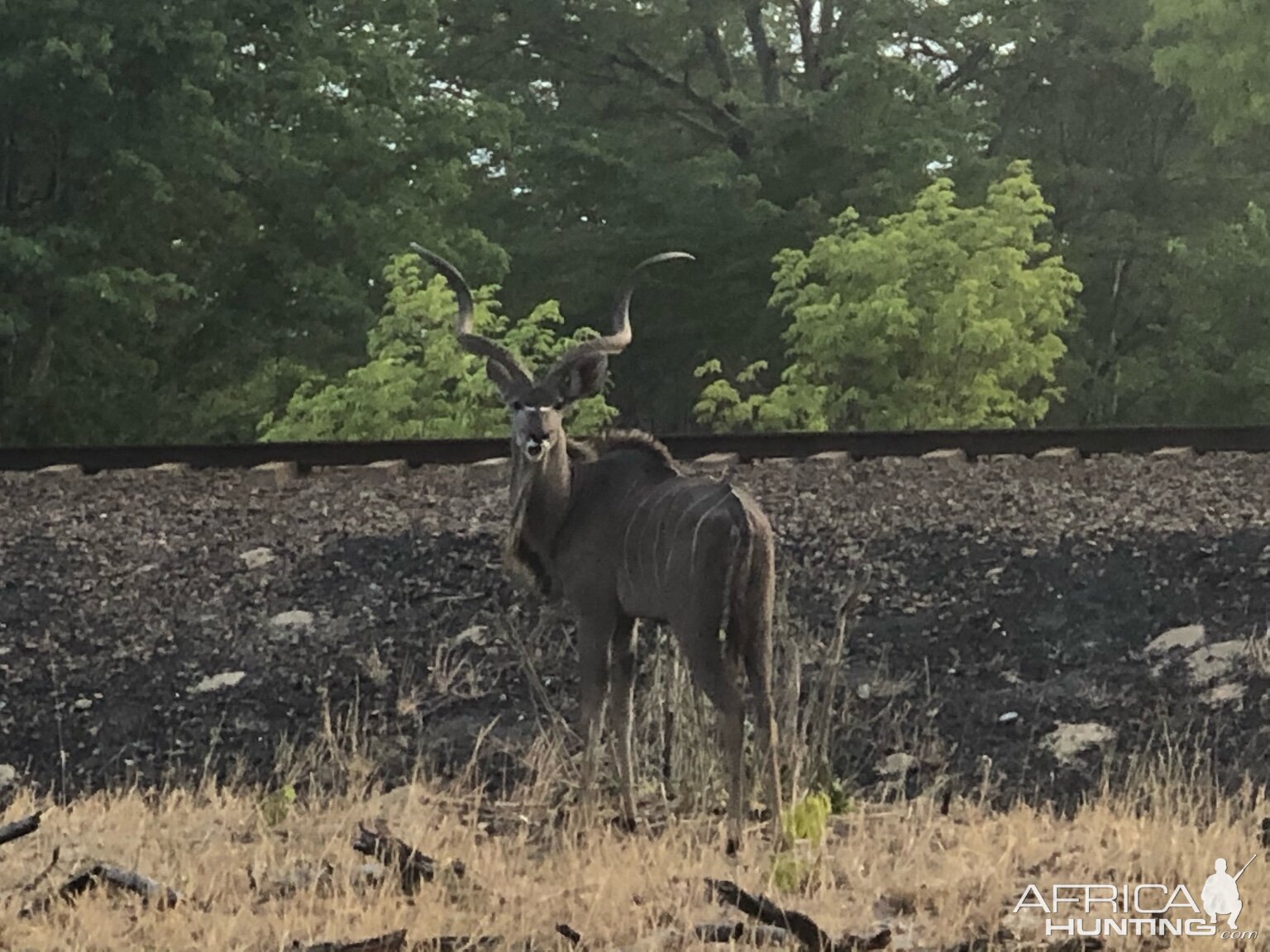 Kudu Zimbabwe