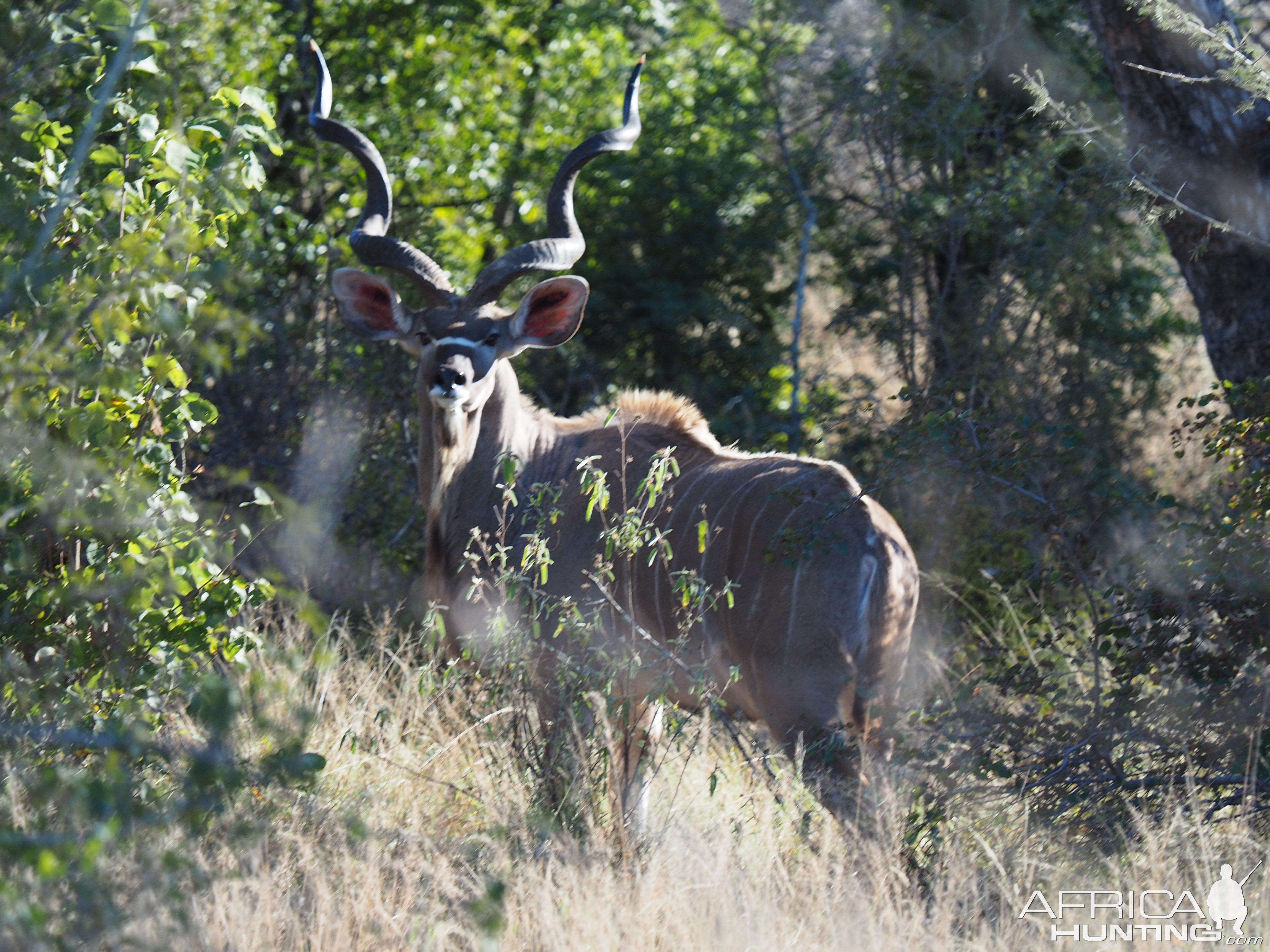 Kudu Zimbabwe