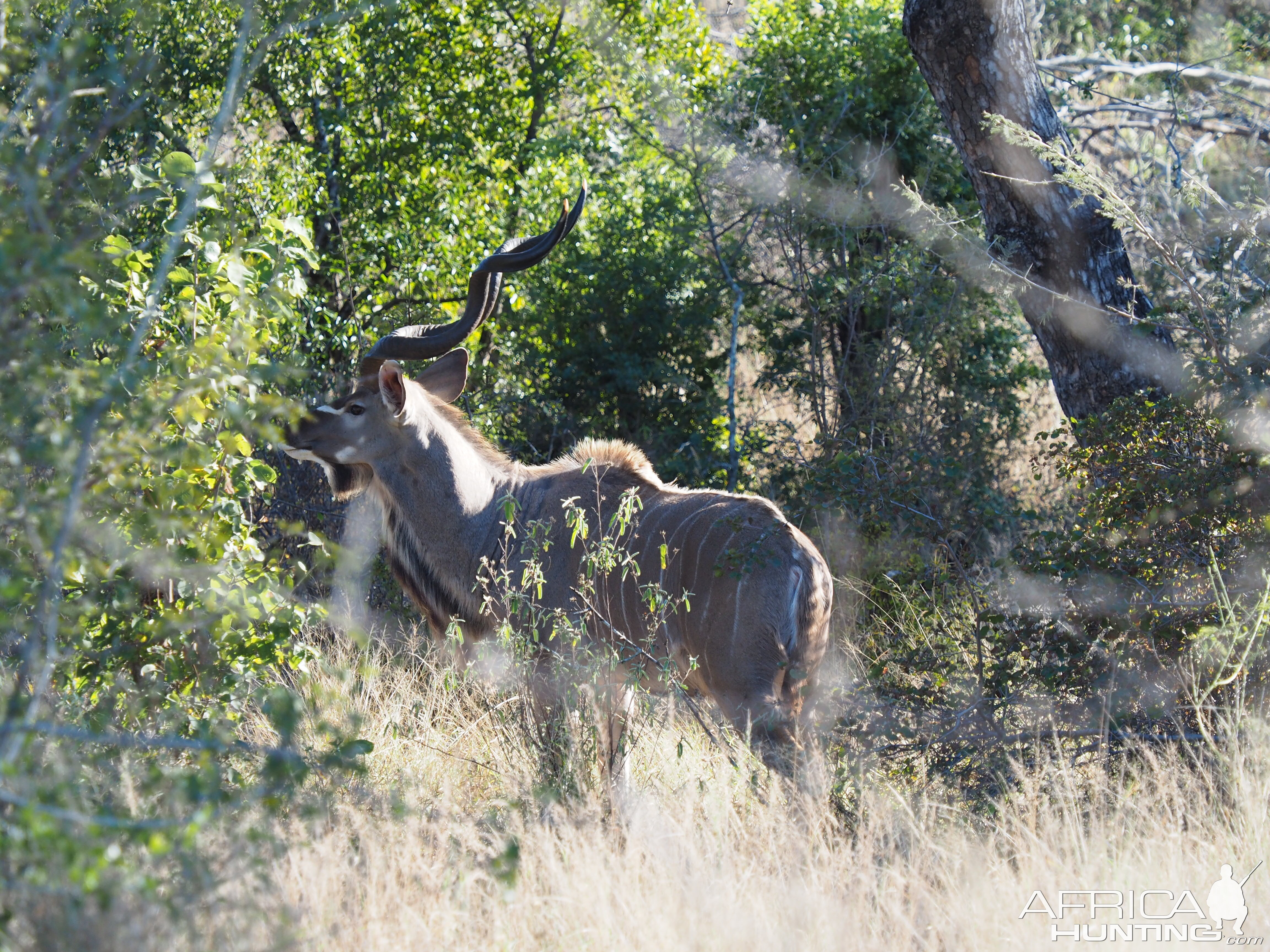 Kudu Zimbabwe