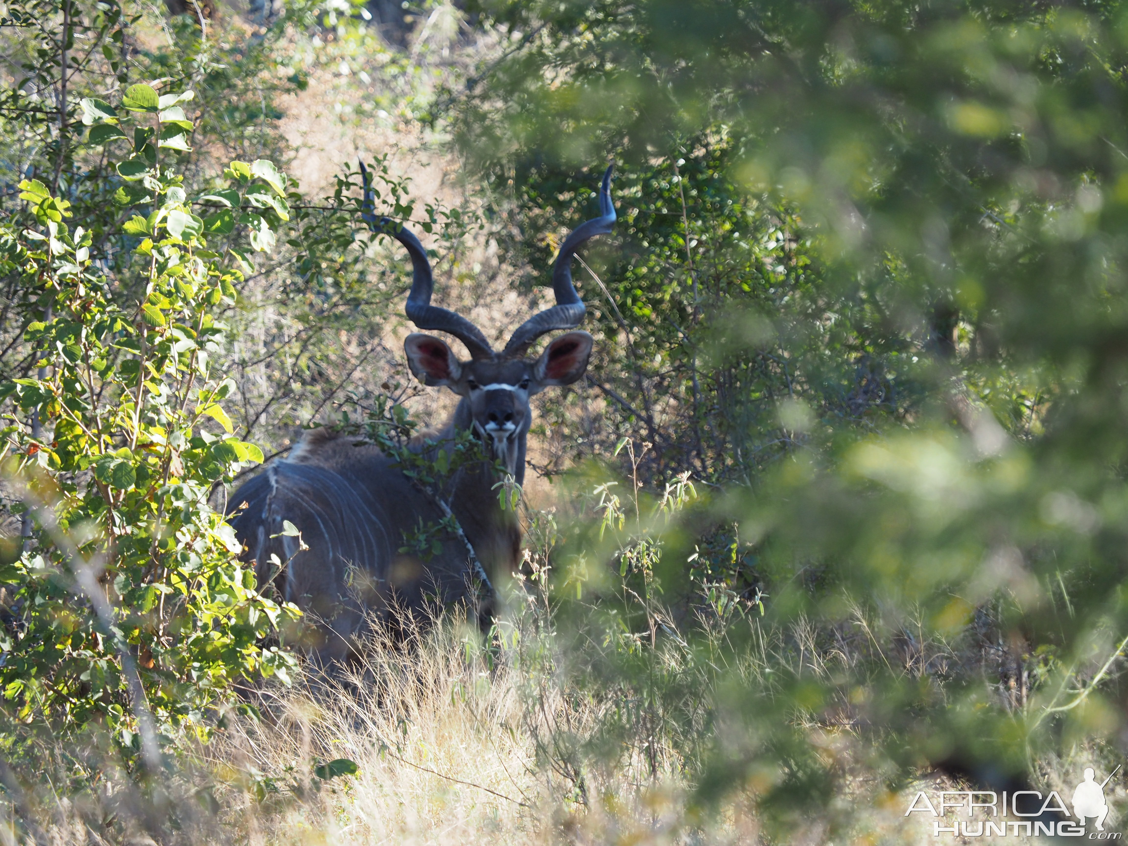 Kudu Zimbabwe