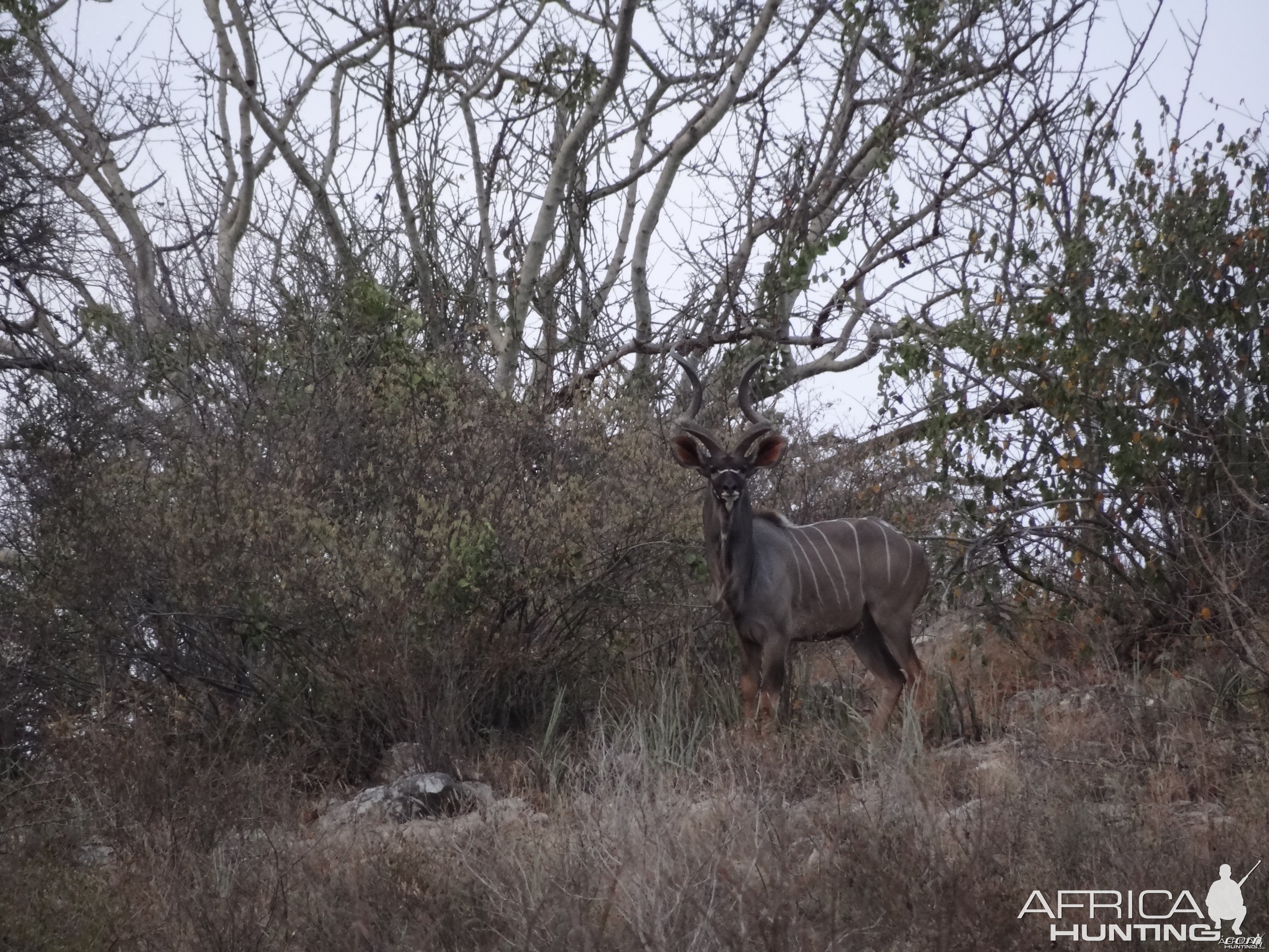 Kudu