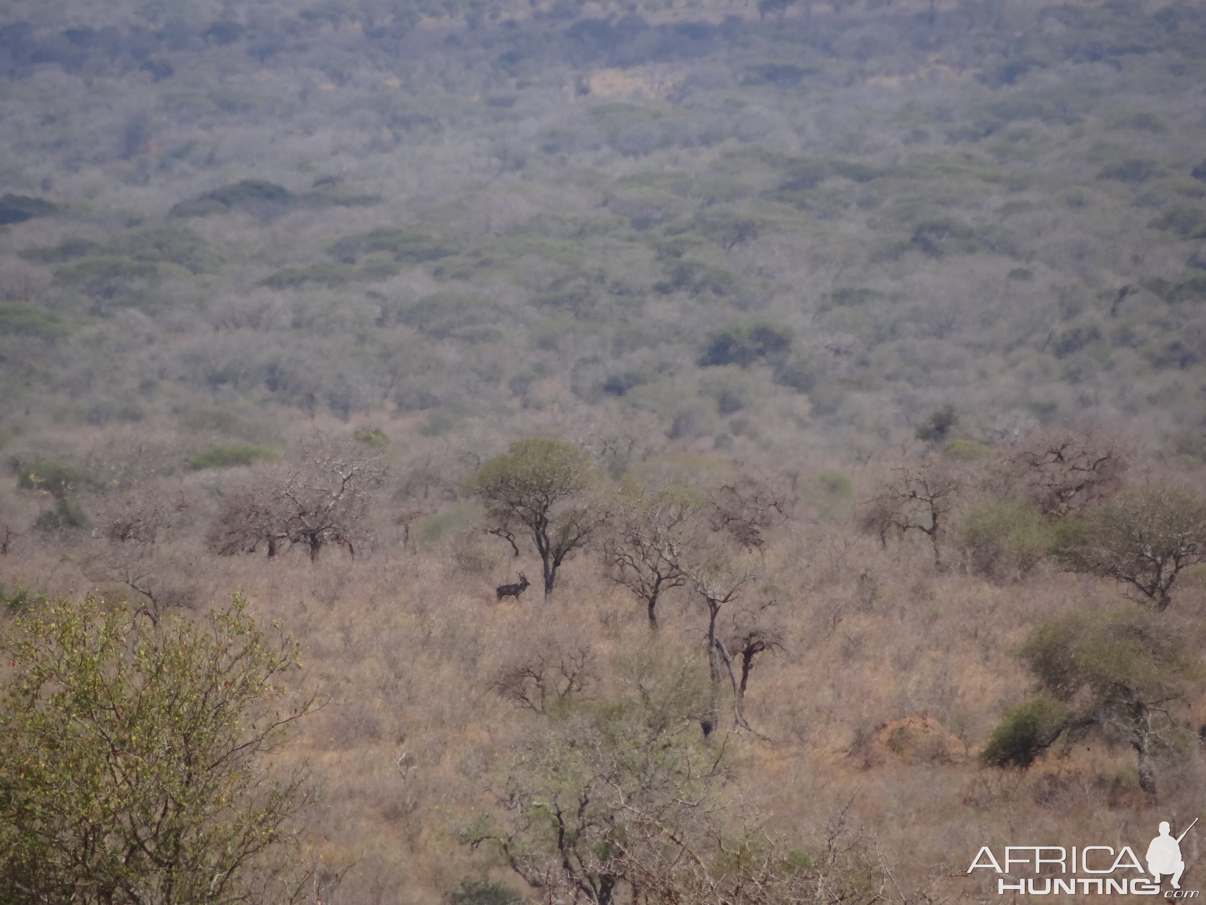 Kudu