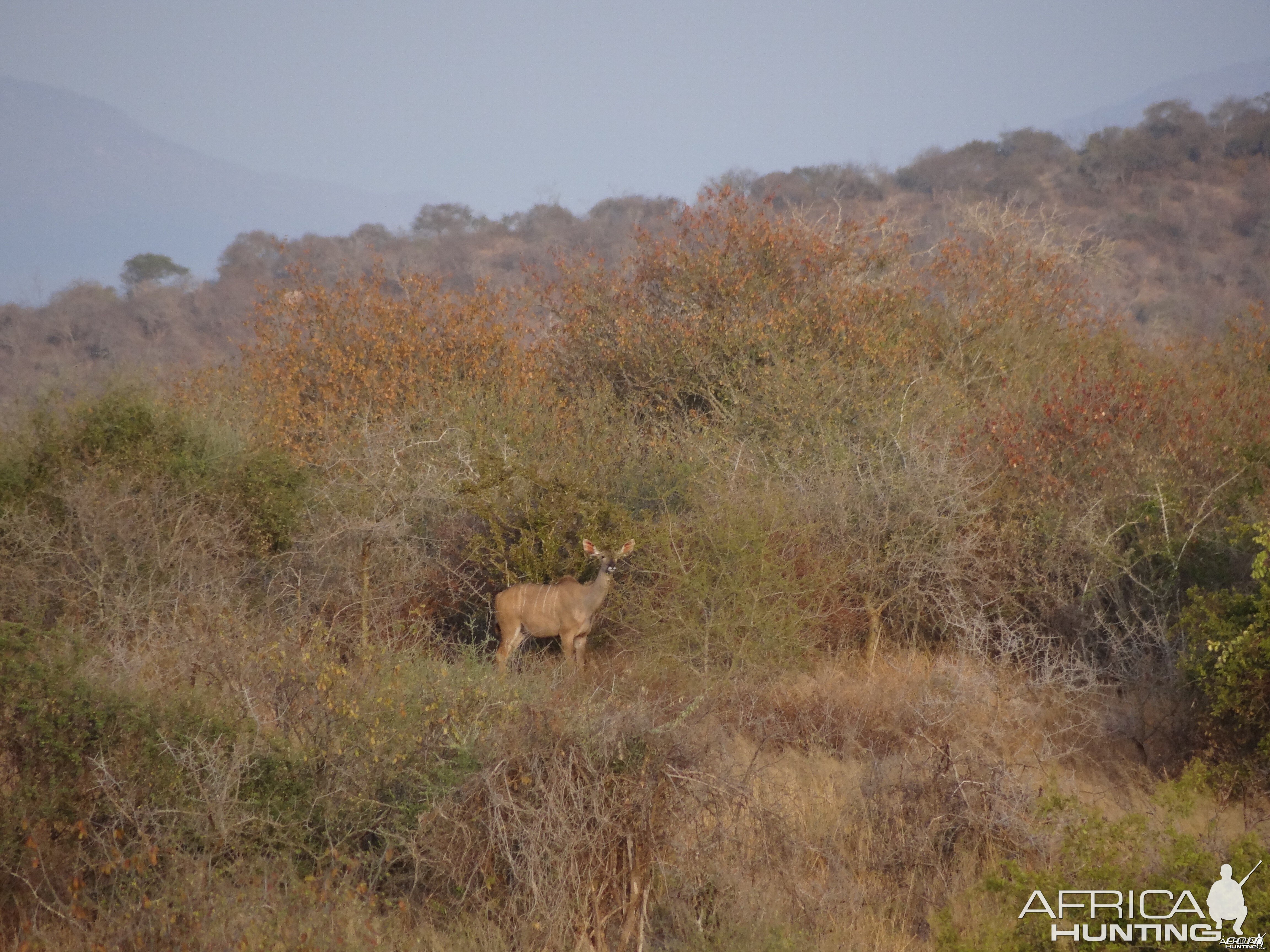 Kudu