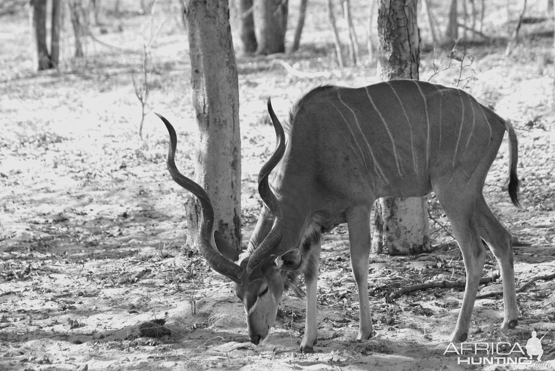 Kudu