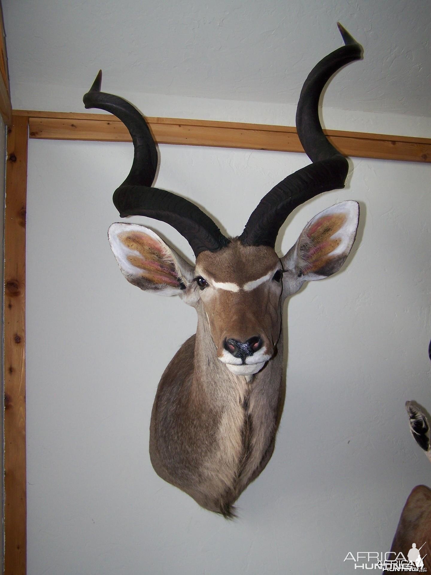 Kudu