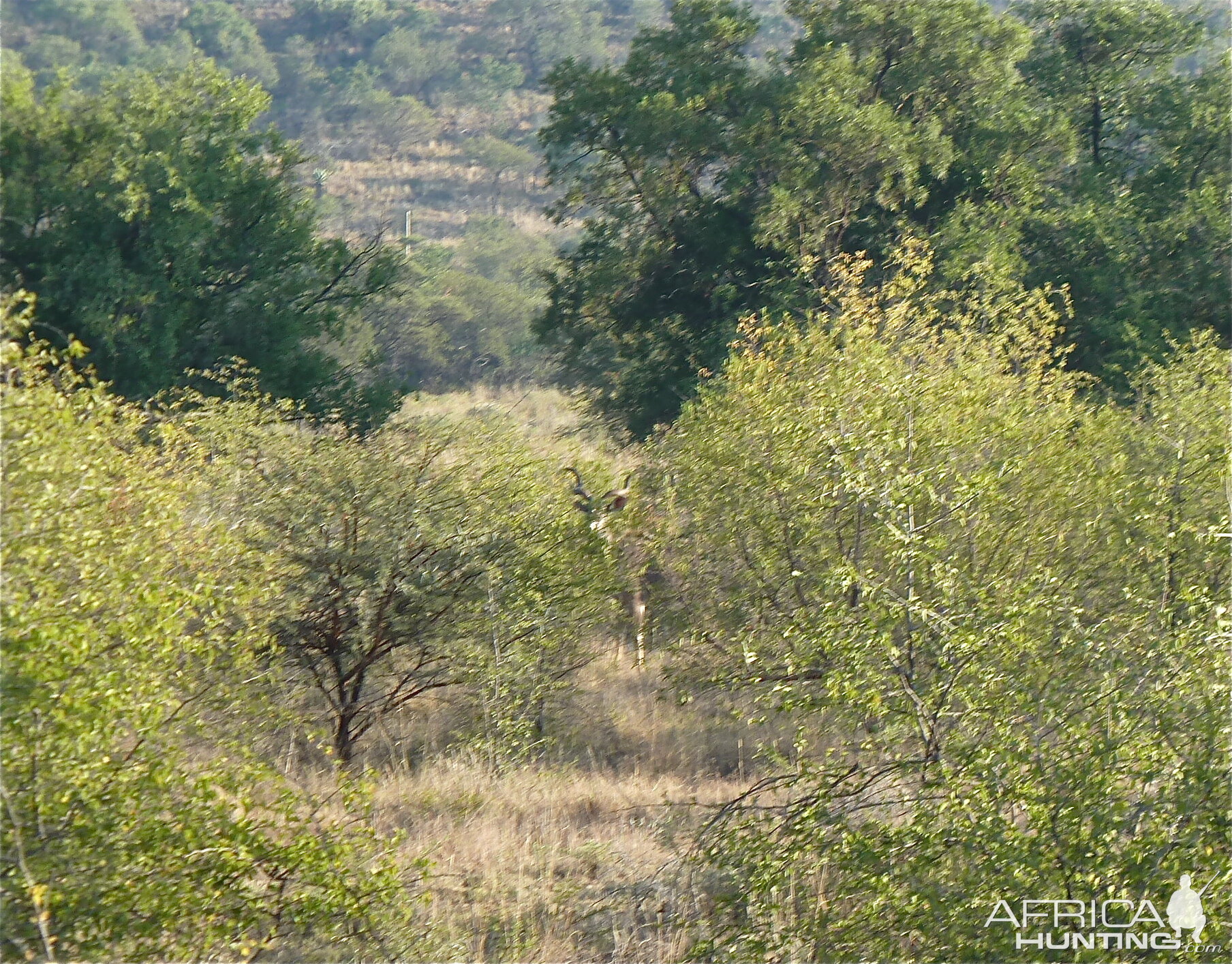 Kudu