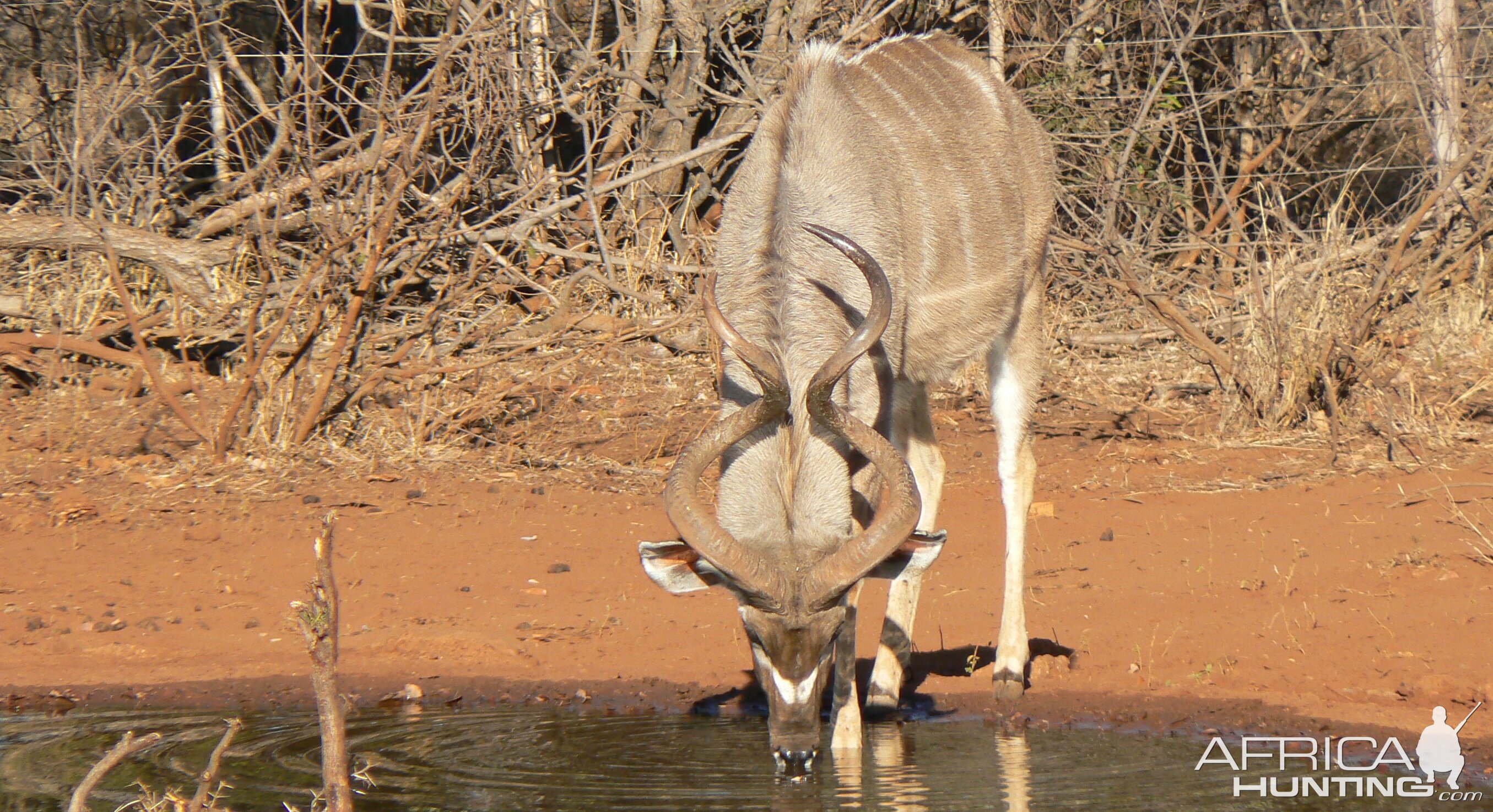 Kudu