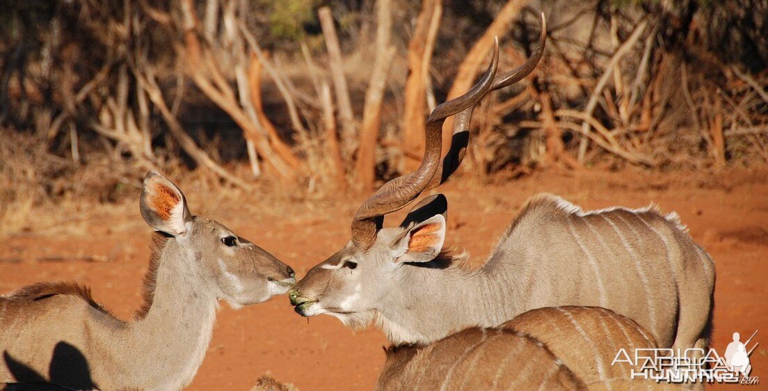 Kudu