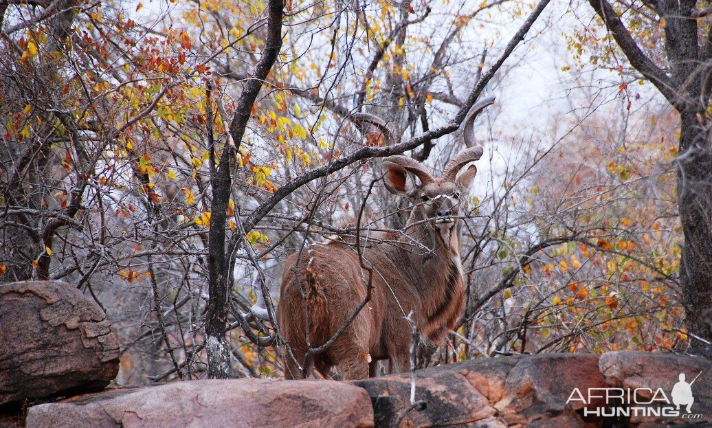 Kudu