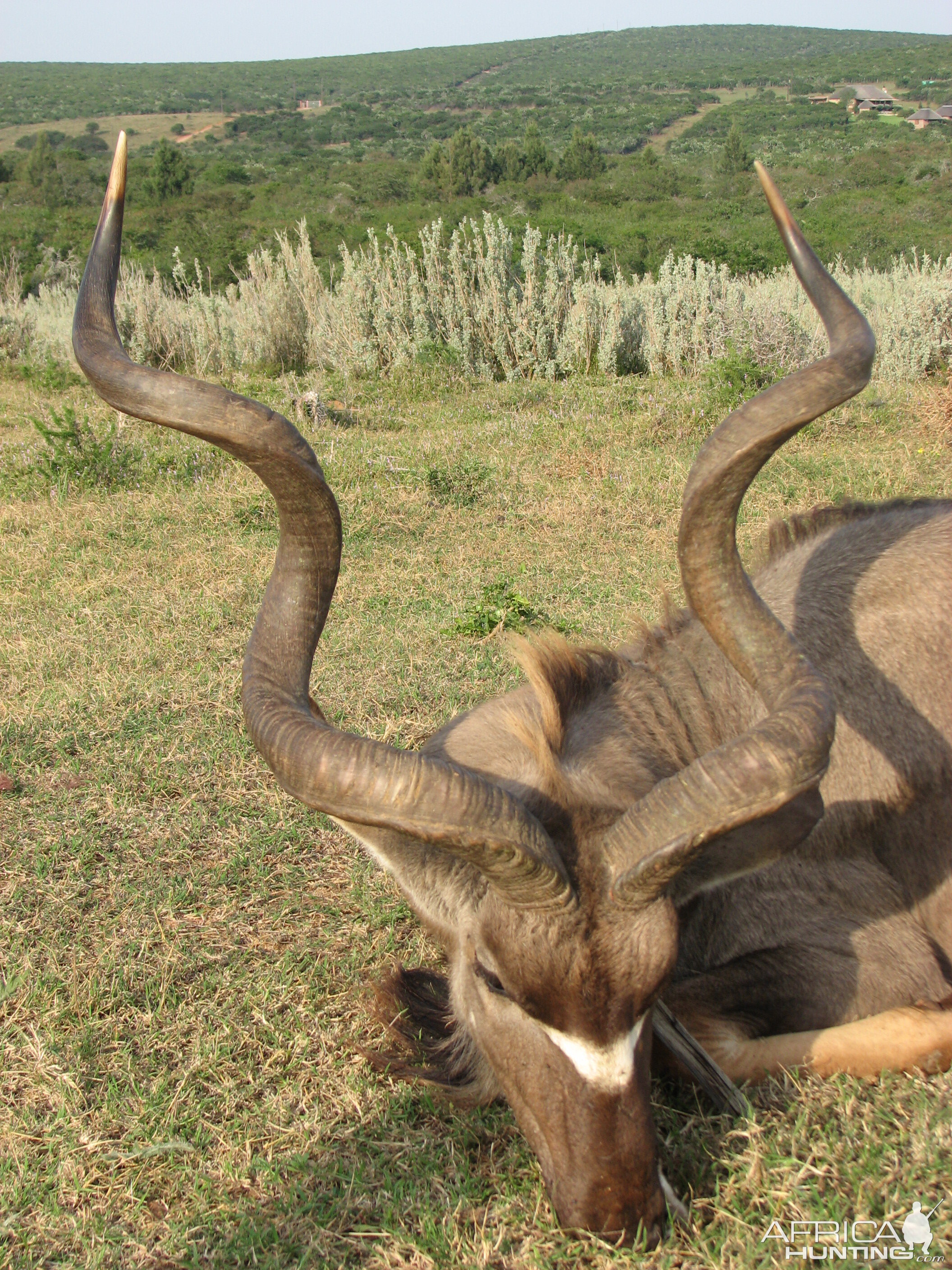 Kudu