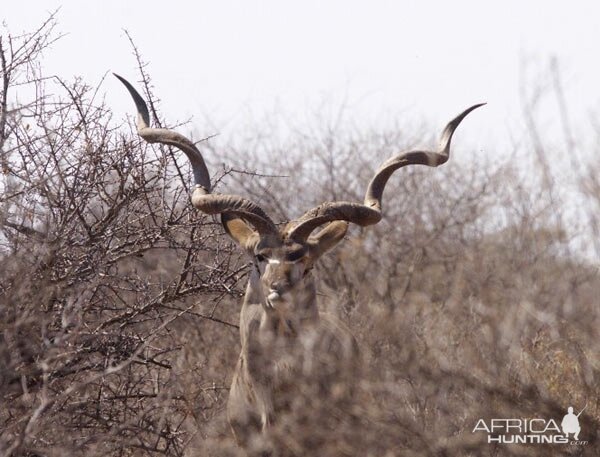 Kudu