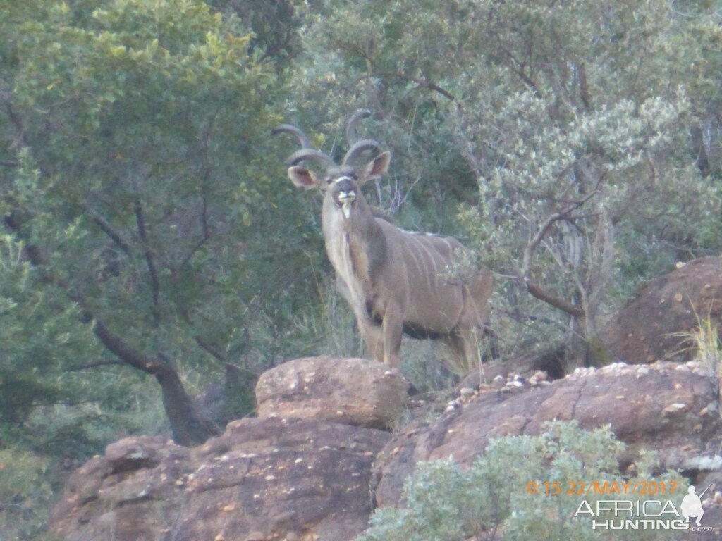 Kudu