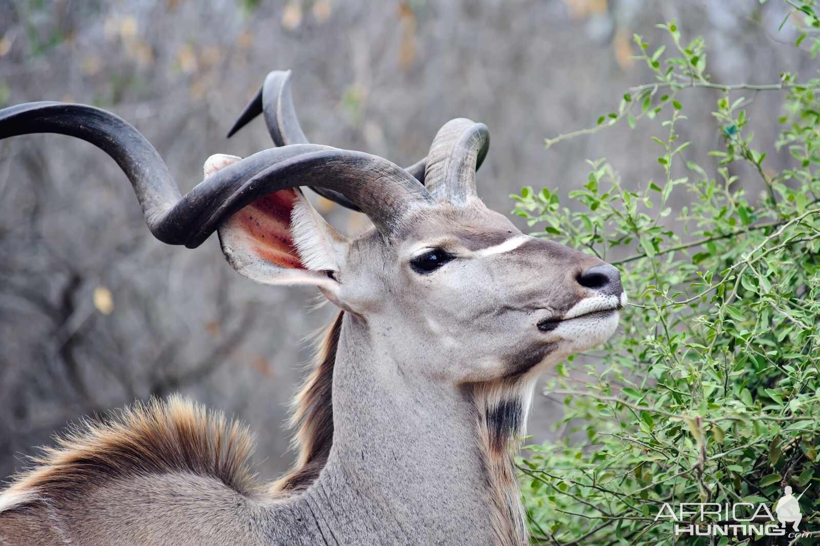 Kudu