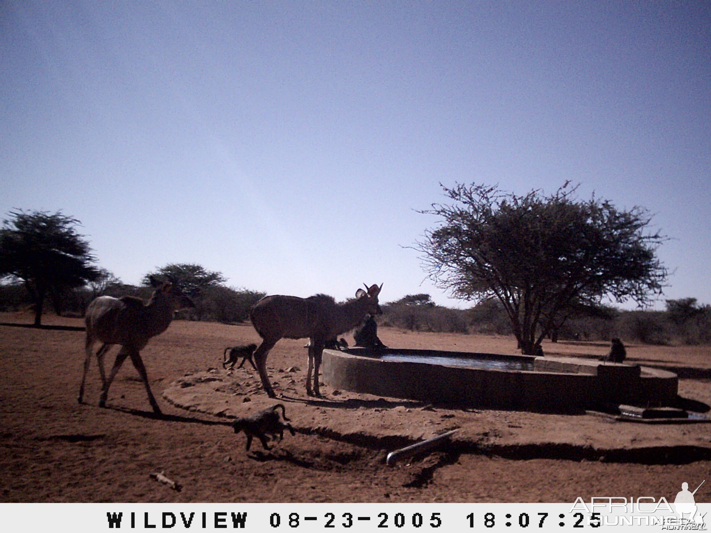 Kudus and Baboons, Namibia