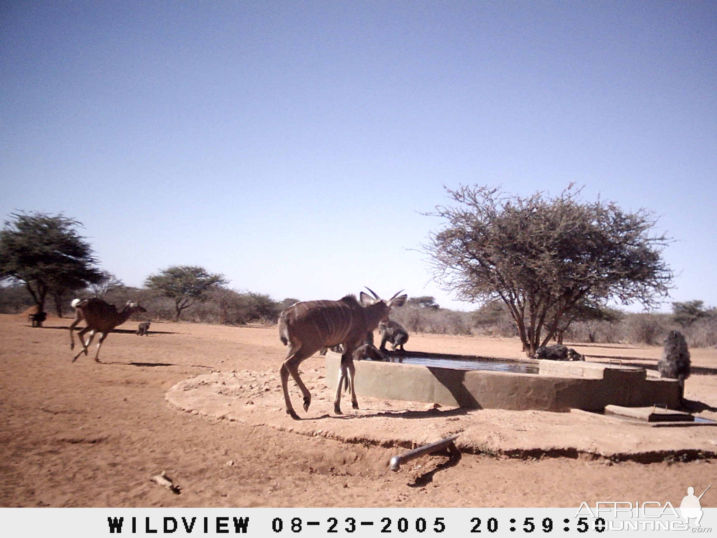 Kudus and Baboons, Namibia