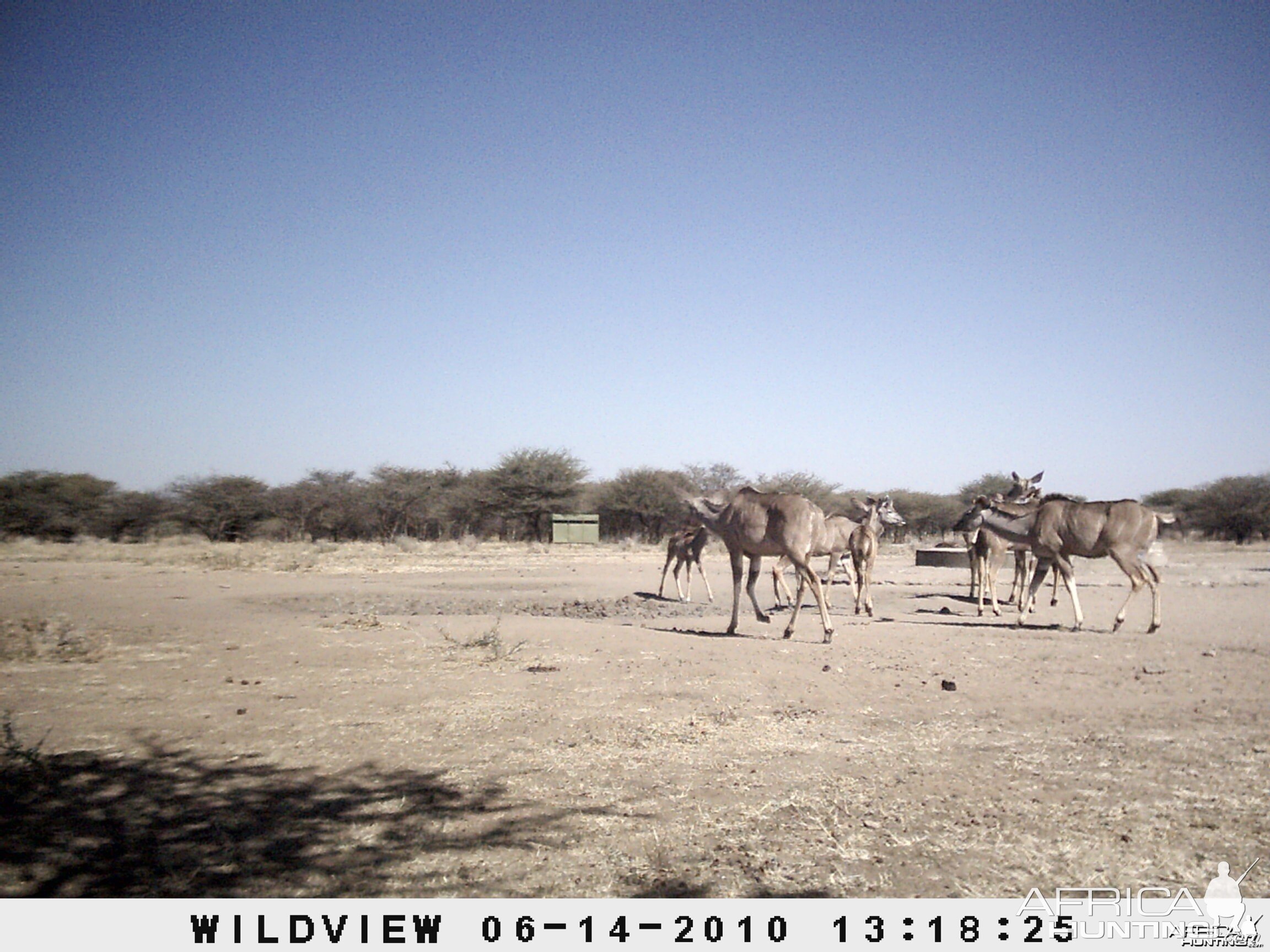 Kudus, Namibia