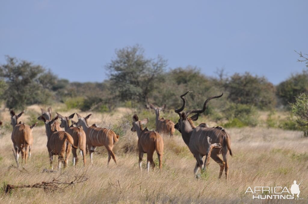 Kudu's